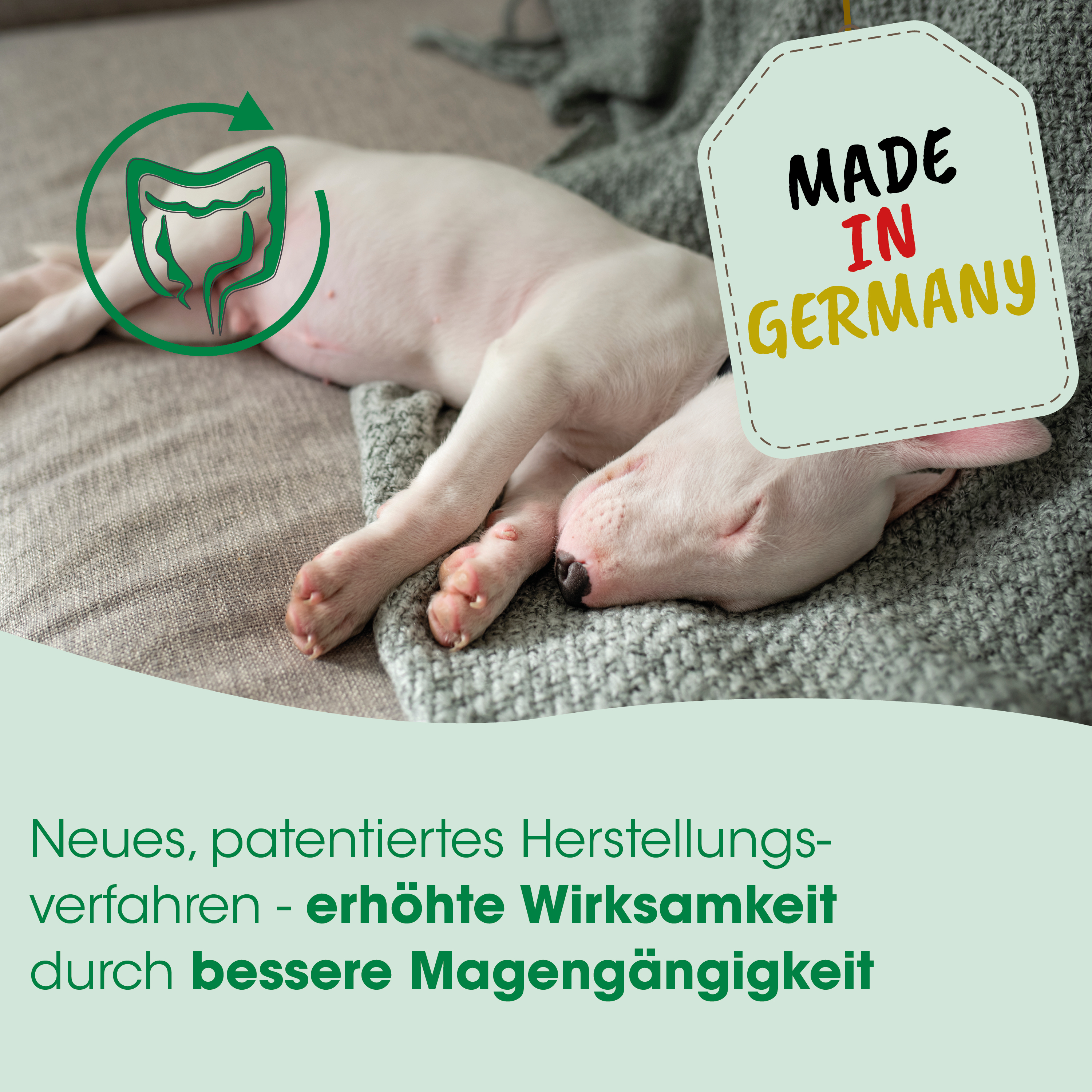 Welpe, Hund, kleiner Hund, schlafend, weiße fell