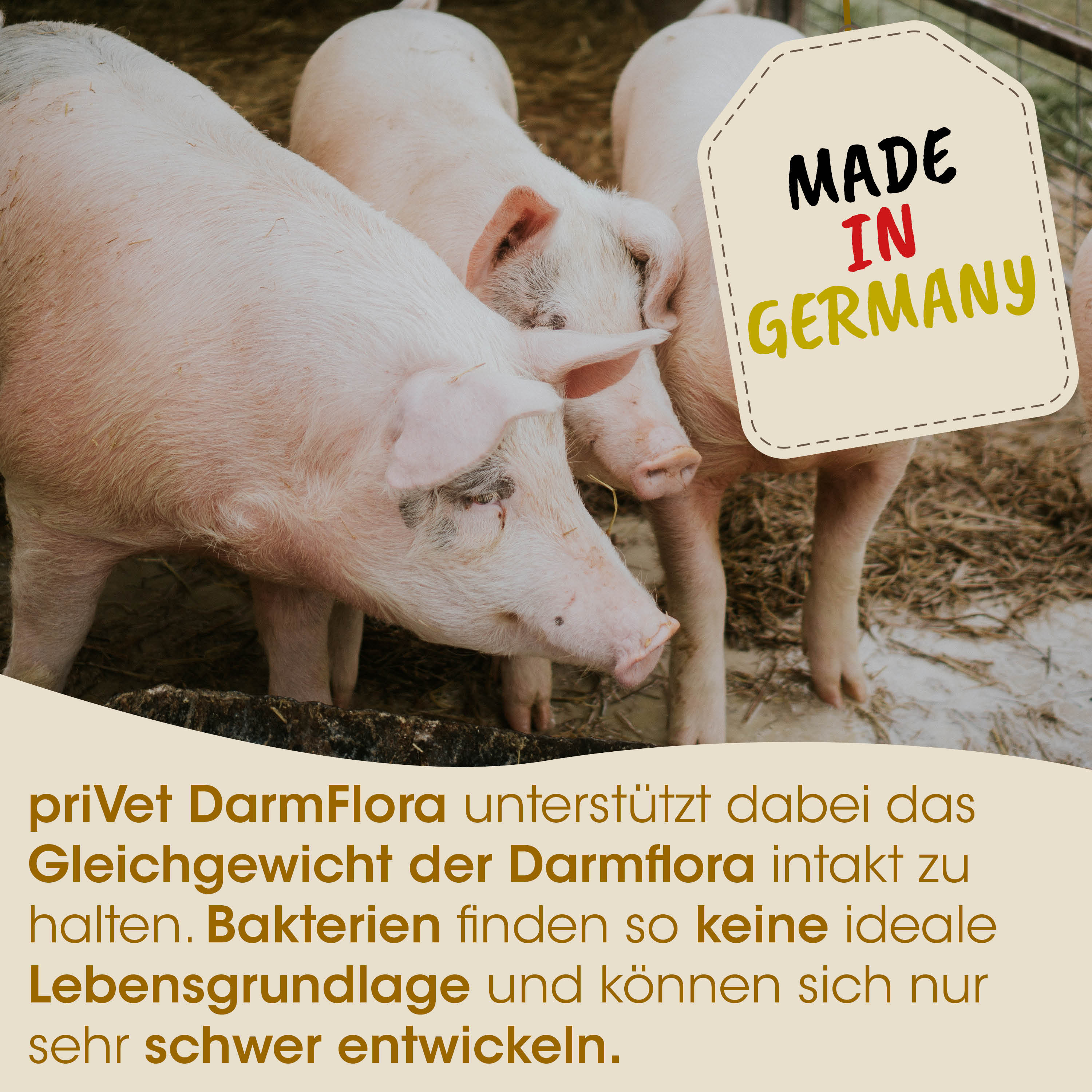 Schweine, Schweinestall, Pigs, Laufende Tiere, Made in Germany tag