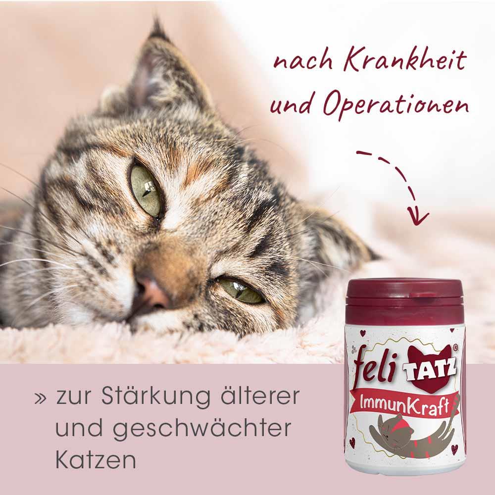 Krug, Tier, Katze, Säugetier, Haustier
