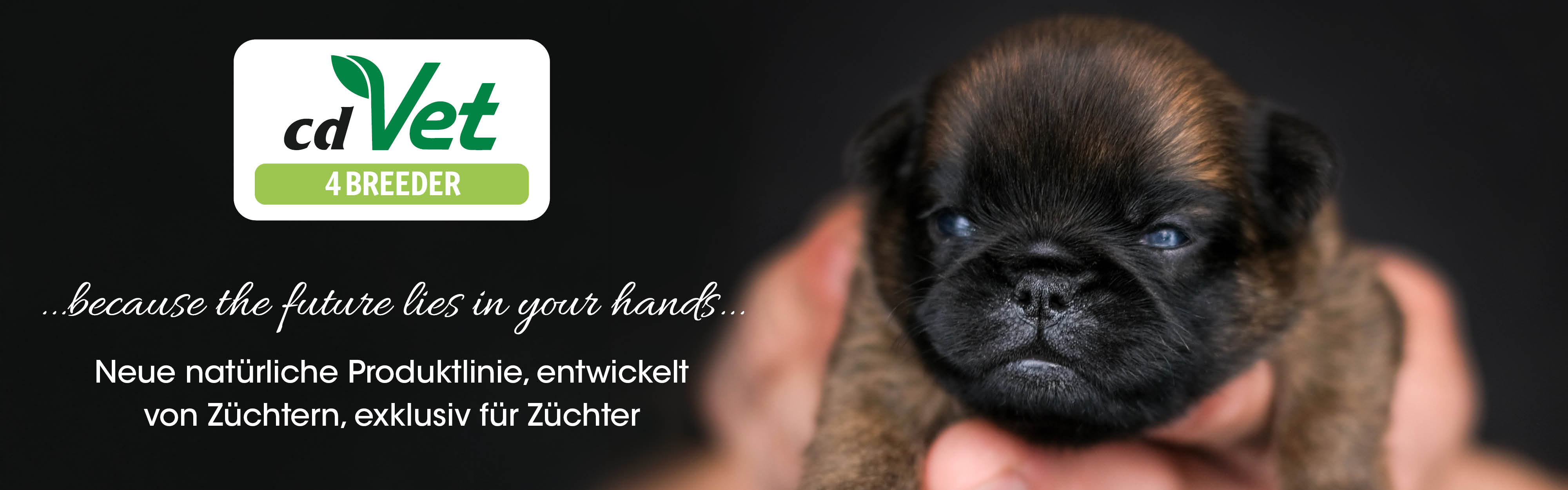 Hund, Haustier, Welpe, Boxer, Hund, Haustier, Welpe, Boxer, Hund, Haustier, Welpe, Boxer, Hund, Haustier, Welpe, Boxer