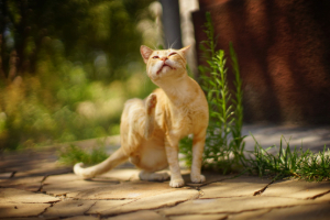 Abessinisch, Tier, Katze, Säugetier, Haustier