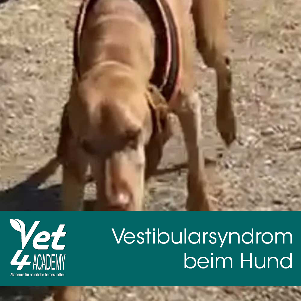 Hund, Säugetier, Haustier