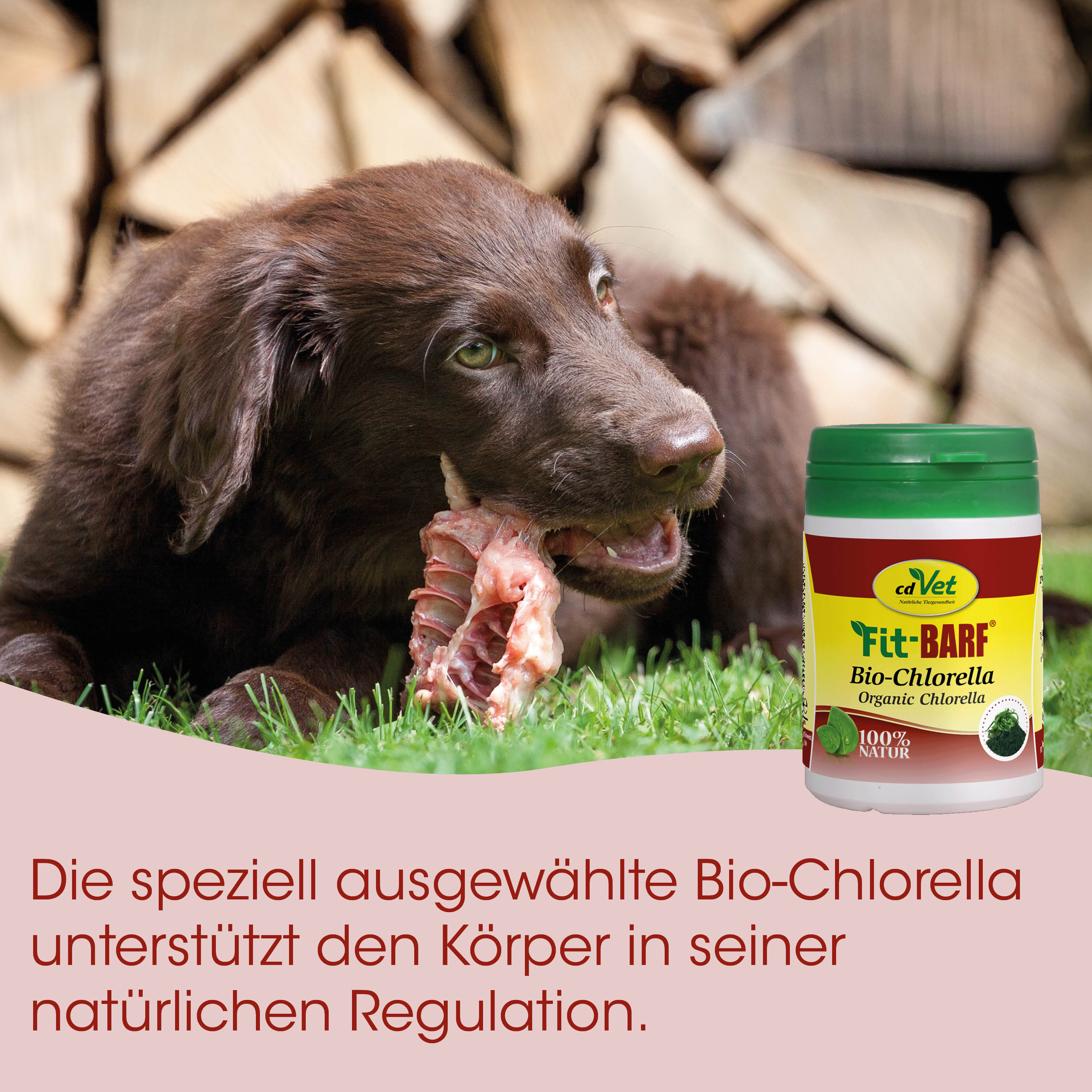 Hund, Knochen, Schmusehund, Bio-Chlorella, Futterzusatz
