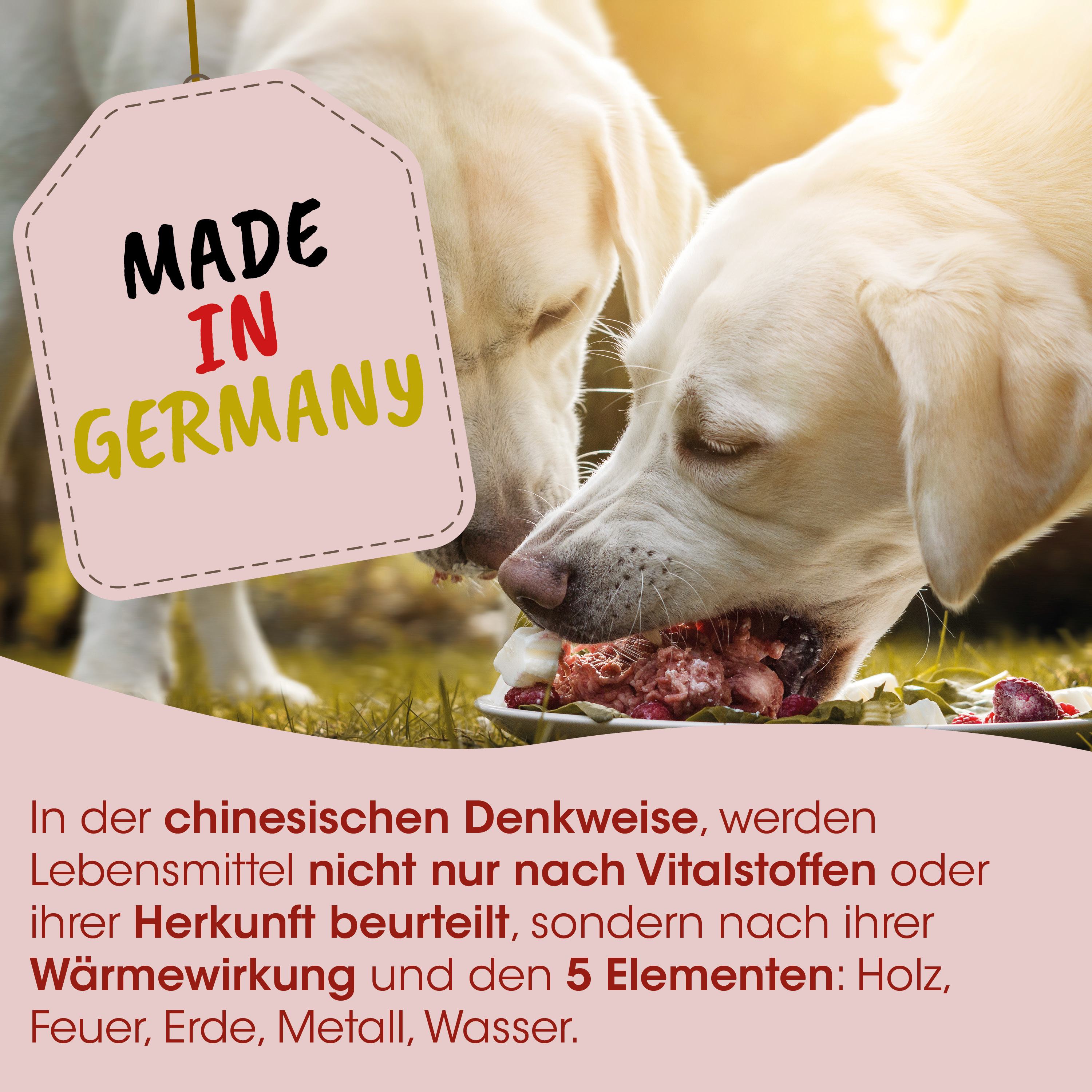 Hund, Futter, Knochen, Nassfutter, Rasse?