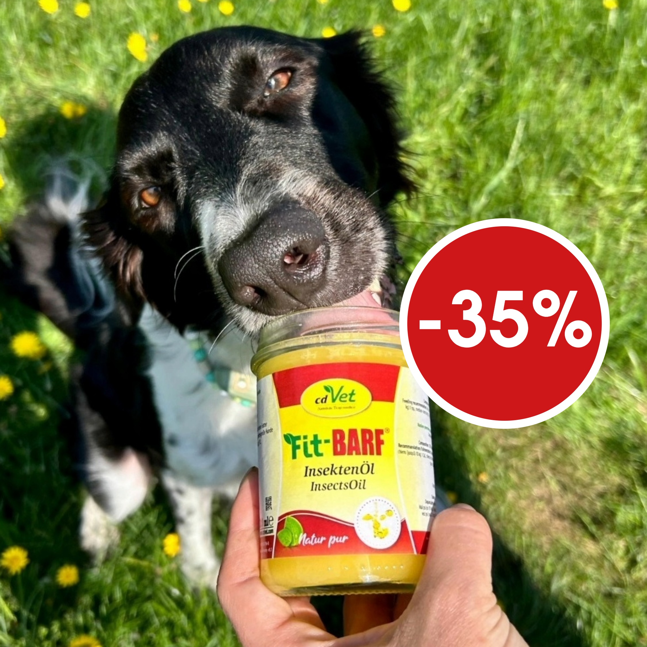 Insectsöl, Pet Snack, Dog treat, Glänzende Nase, Gelbe Dose