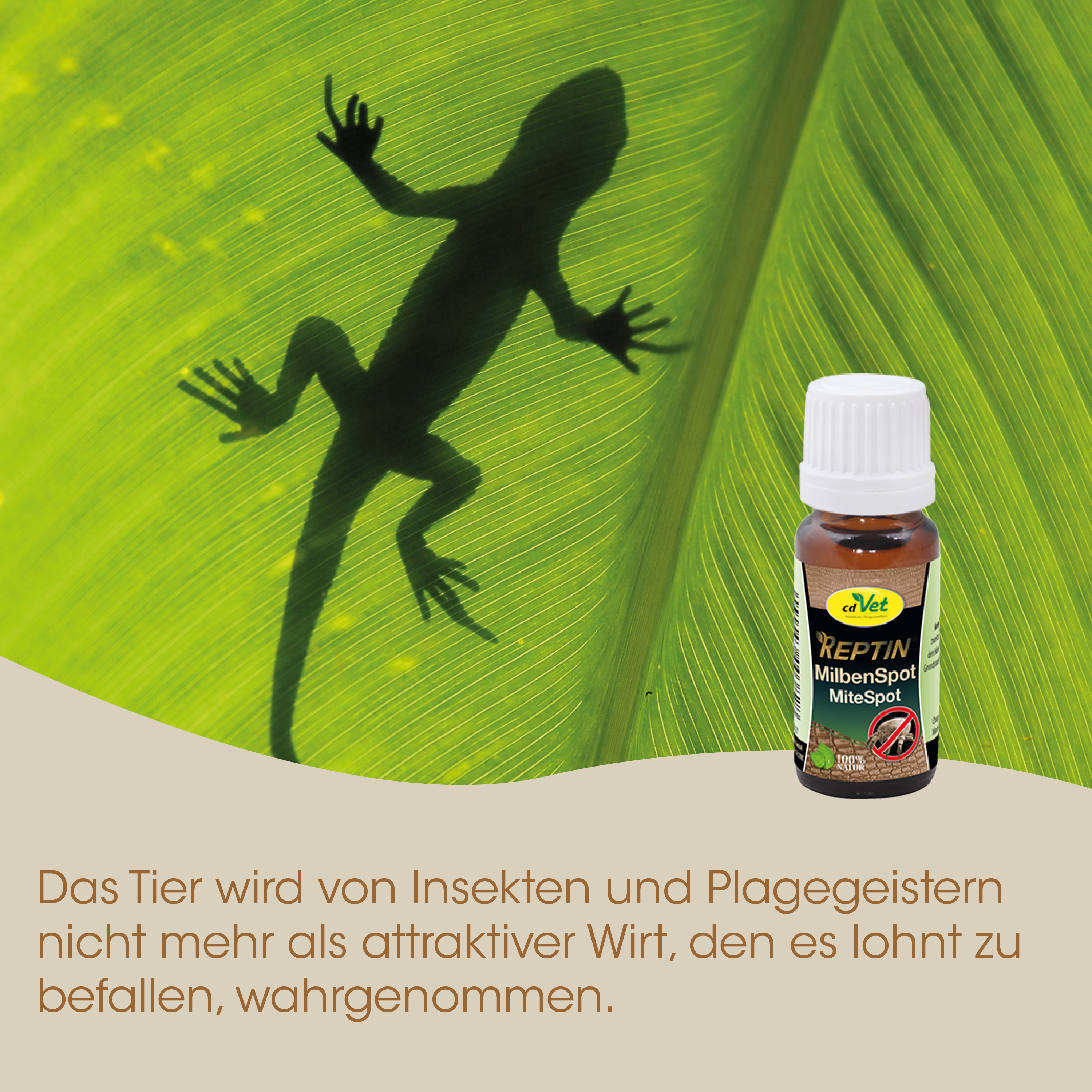 gecko, Eidechse, Insektenschutz, Mittelspot, Milbenspot