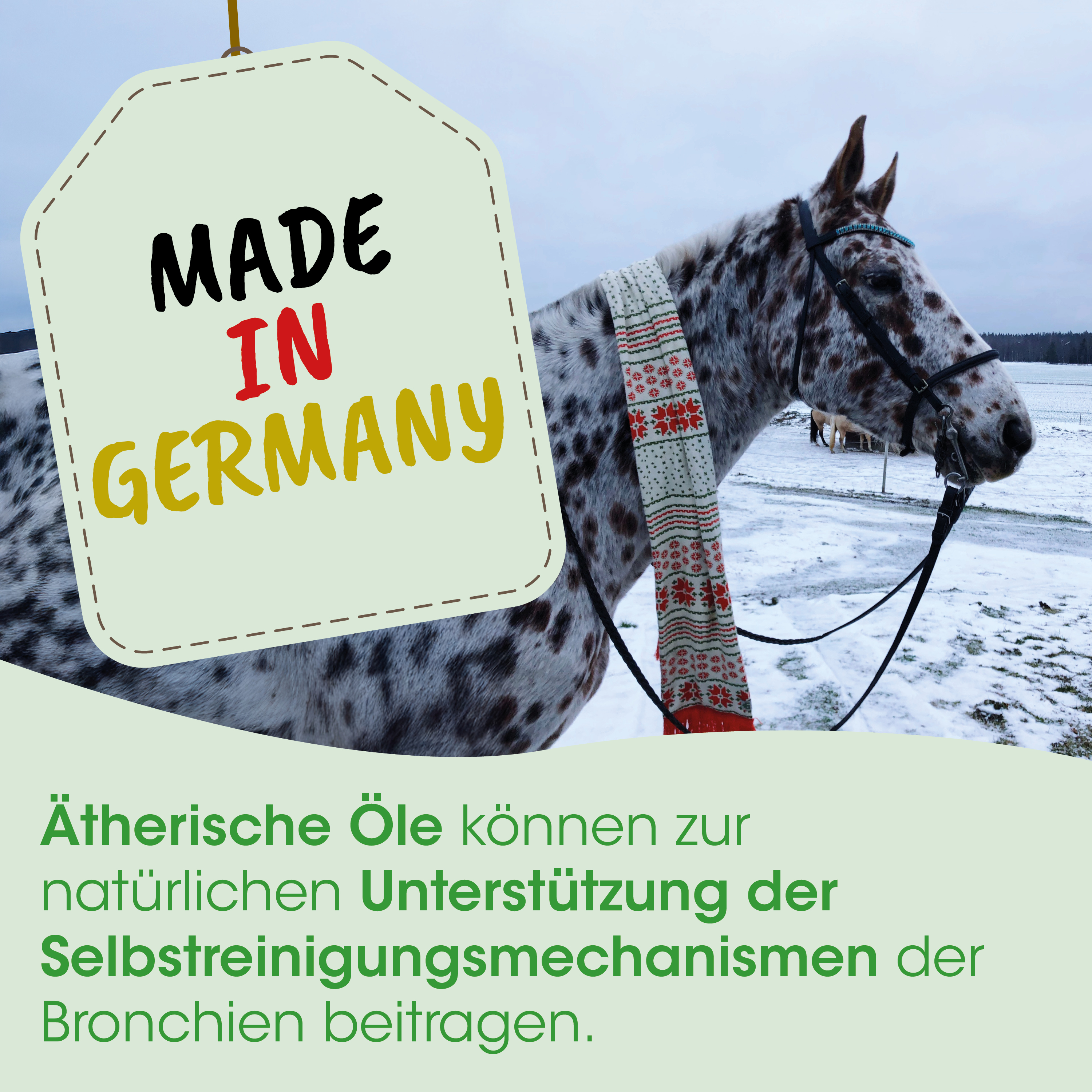 horse, saddle, blanket, snow, halter
