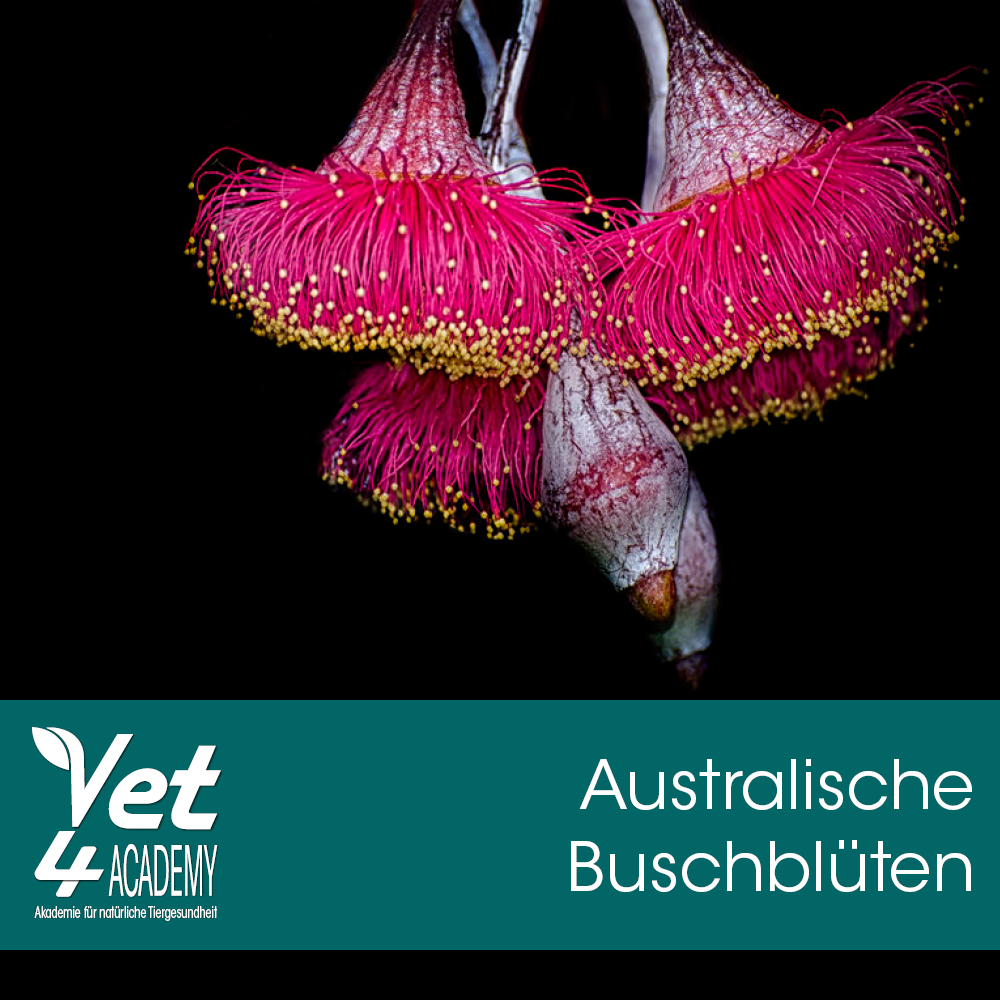Videoaufzeichnung - Australische Buschblüten