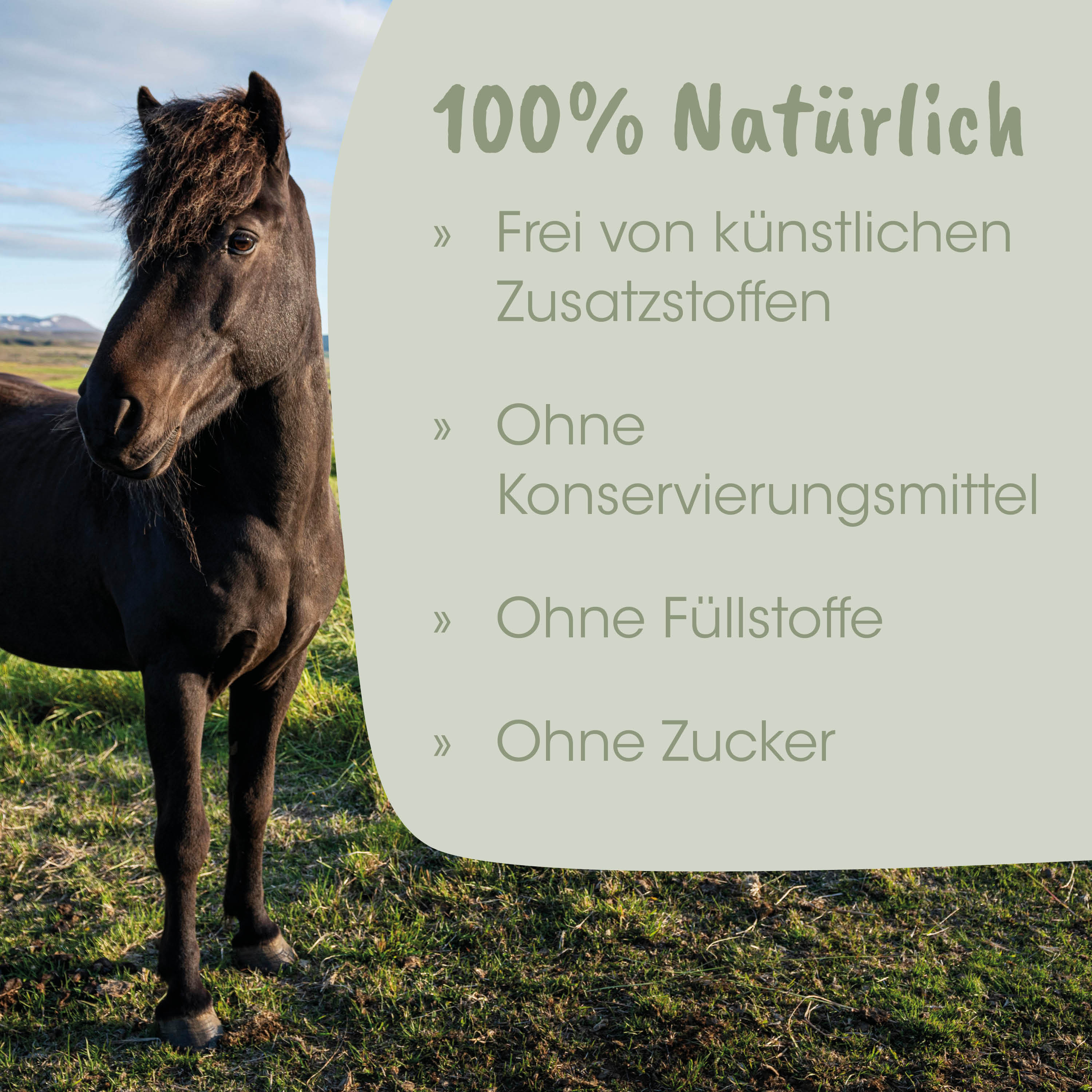 Pferd, Schwarz, Weide, Tier, Hauptmerkmal