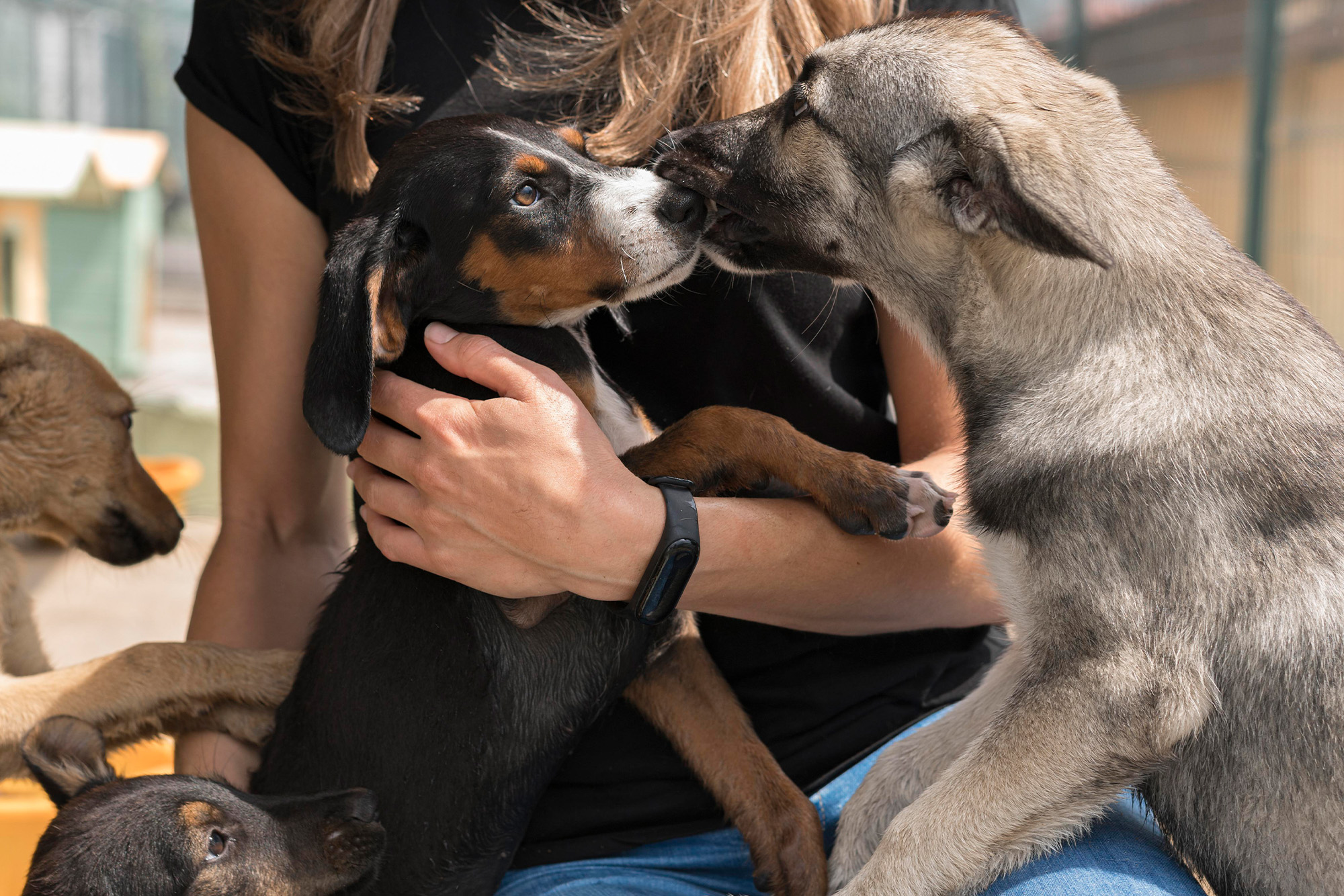 Hund, Haustier, Finger, Schwein