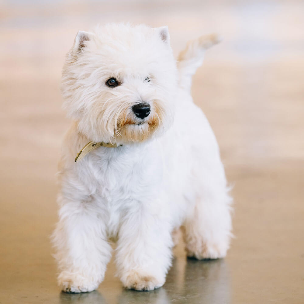 Hund, Haustier, Weißer Hund, Welpe