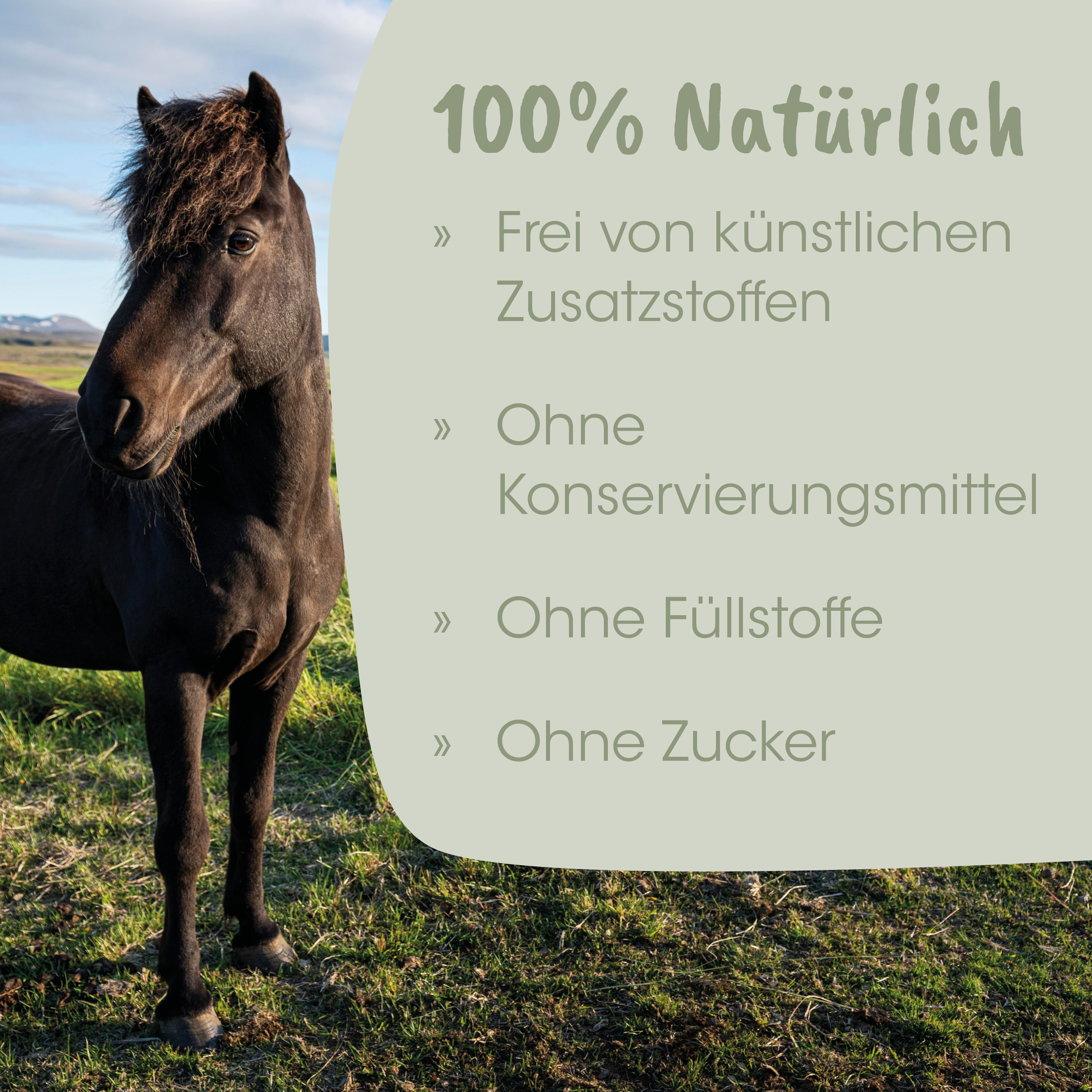 Pferd, Schwarz, Pferd im Freien, Naturprodukt, Feldlandschaft