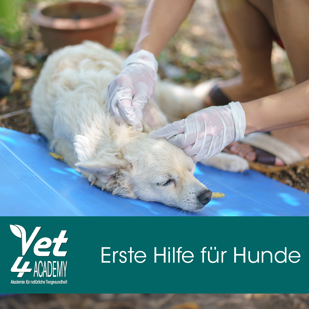 Bekleidung, Handschuh, Person, Hund, Haustier