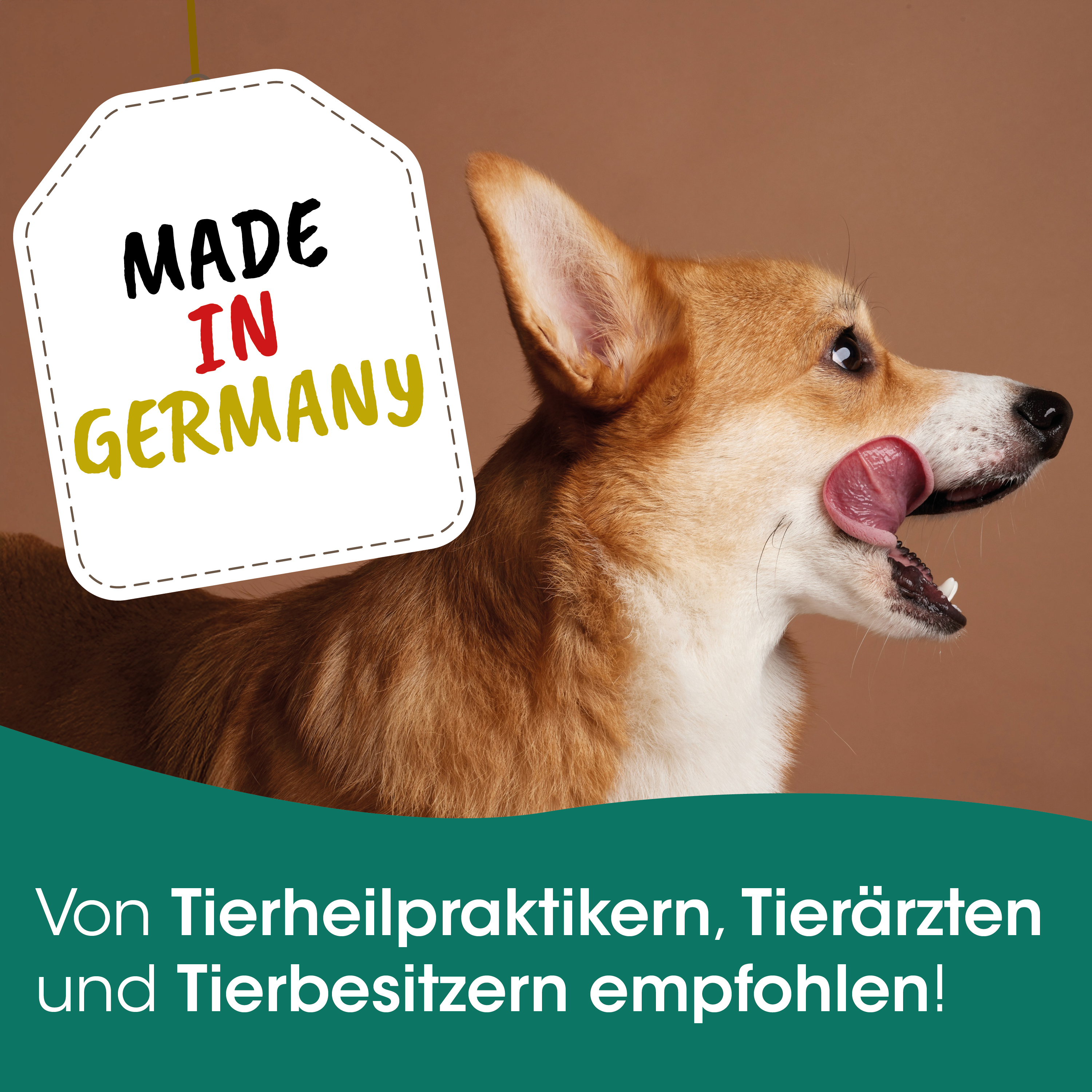 Hund, Collie, braun, Zunge, Made in Germany