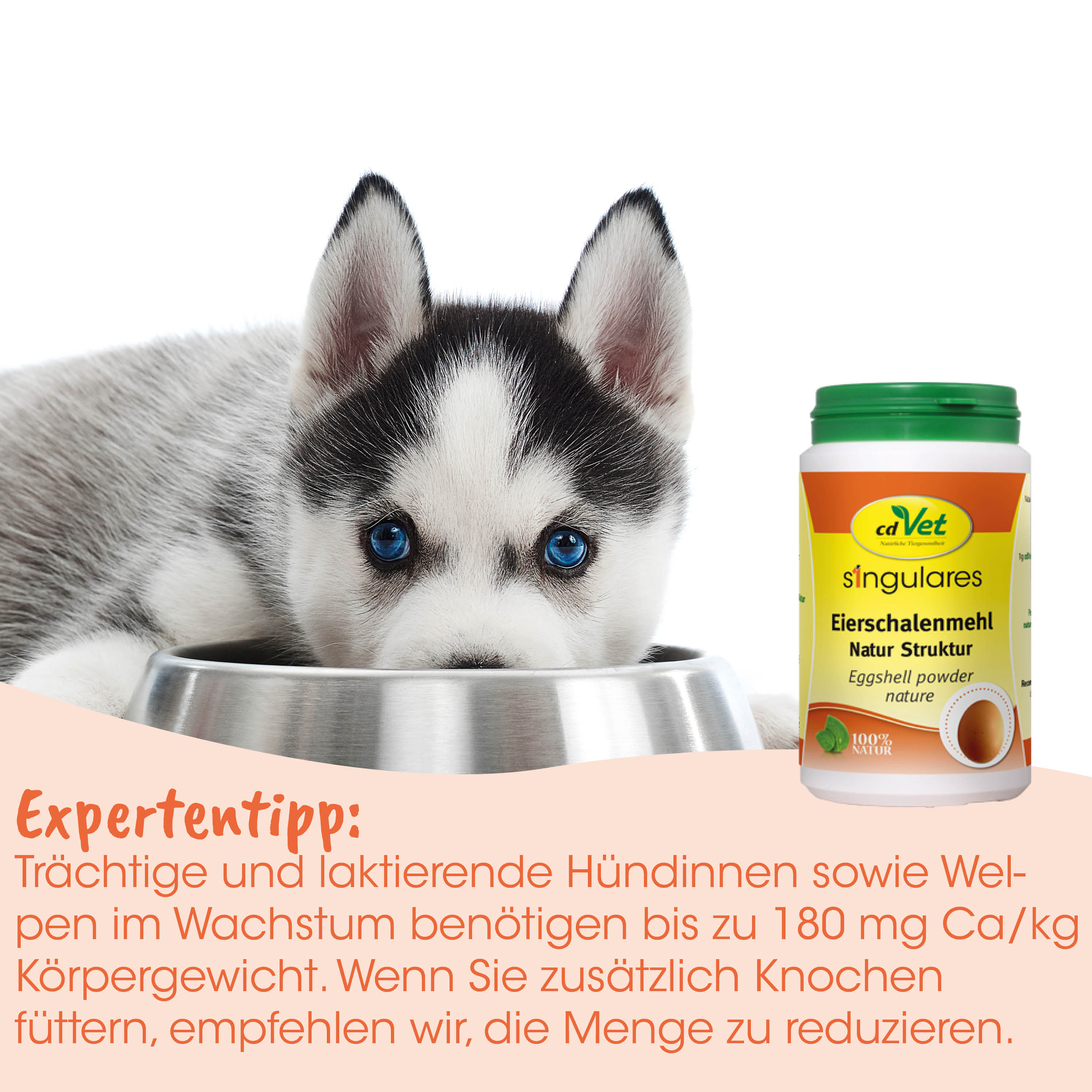 Hundeaufsteller, Hündchen, Welpe, Futternapf, Hundewelpe
