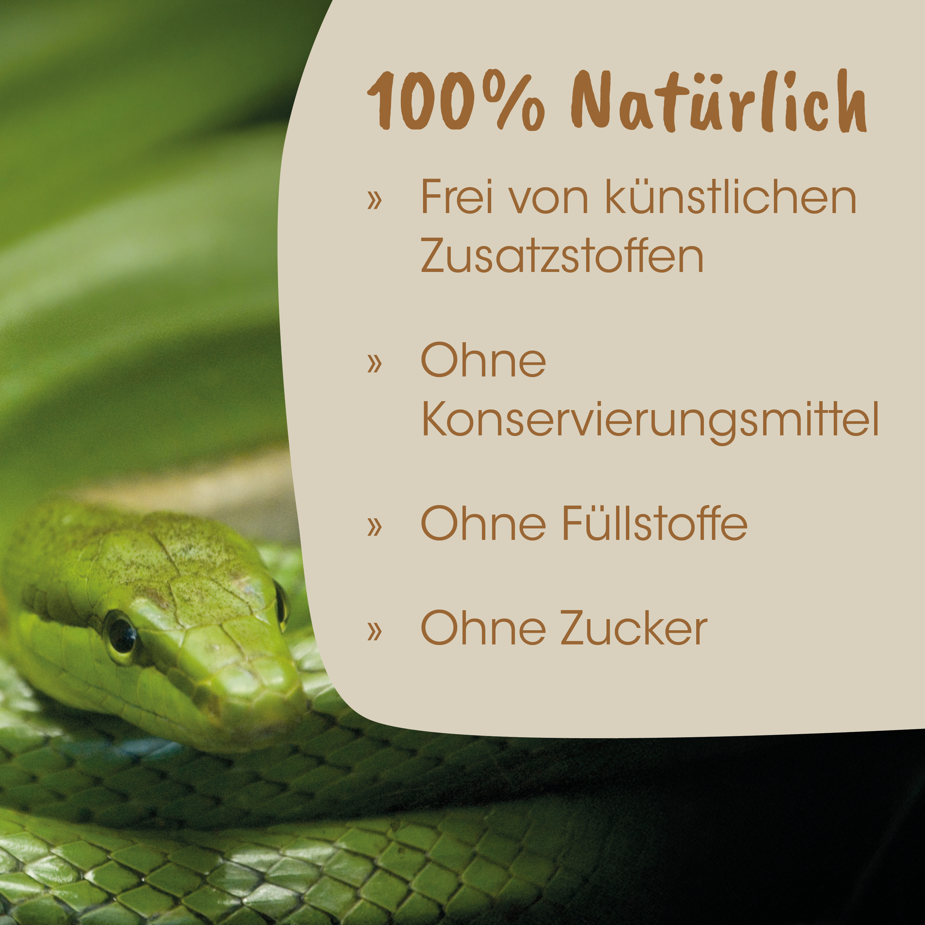 Schlange, Grüne Schlange, Schuppen, Nahaufnahme, Grün