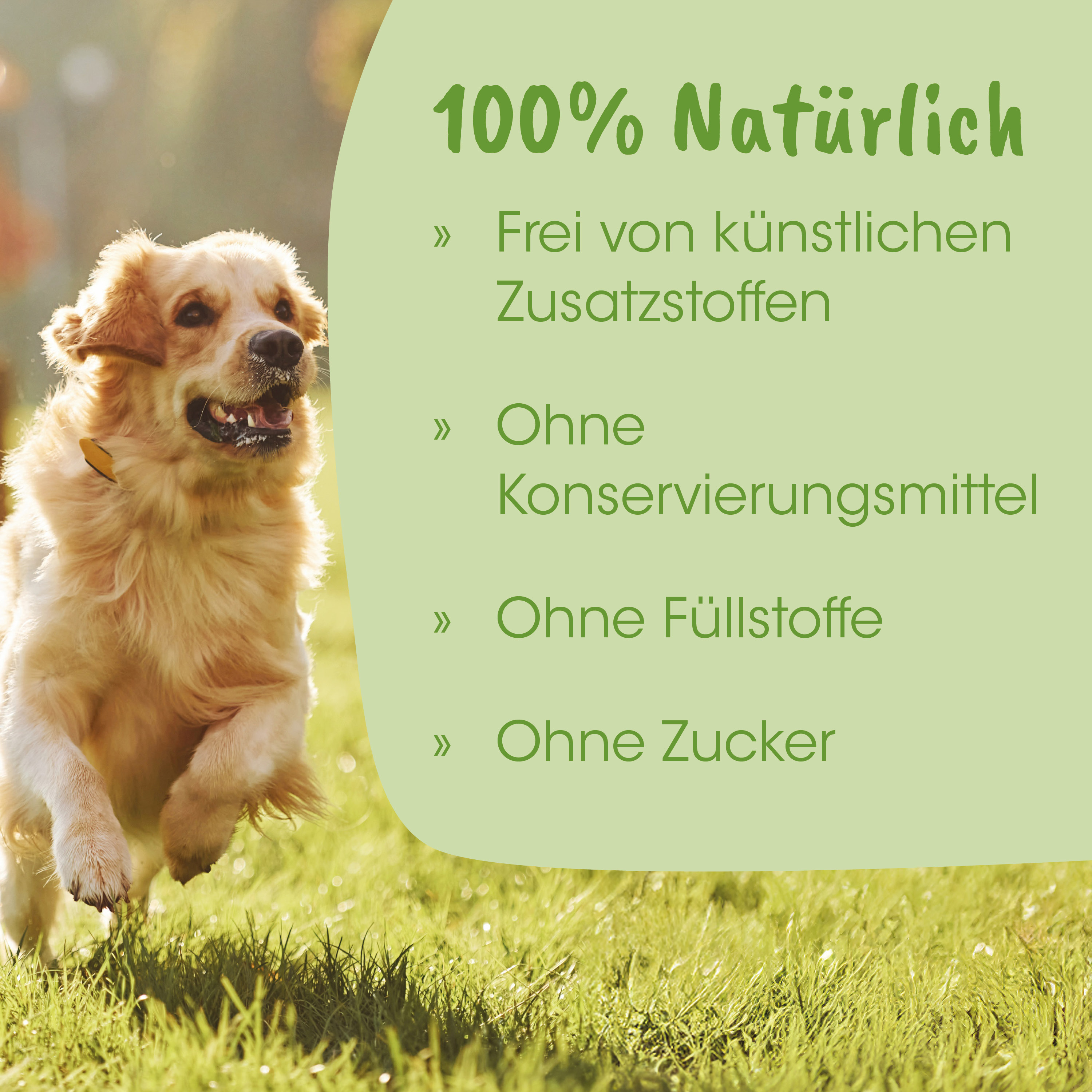 Hund, golden retriever, Tier, Halsband, Outdoor