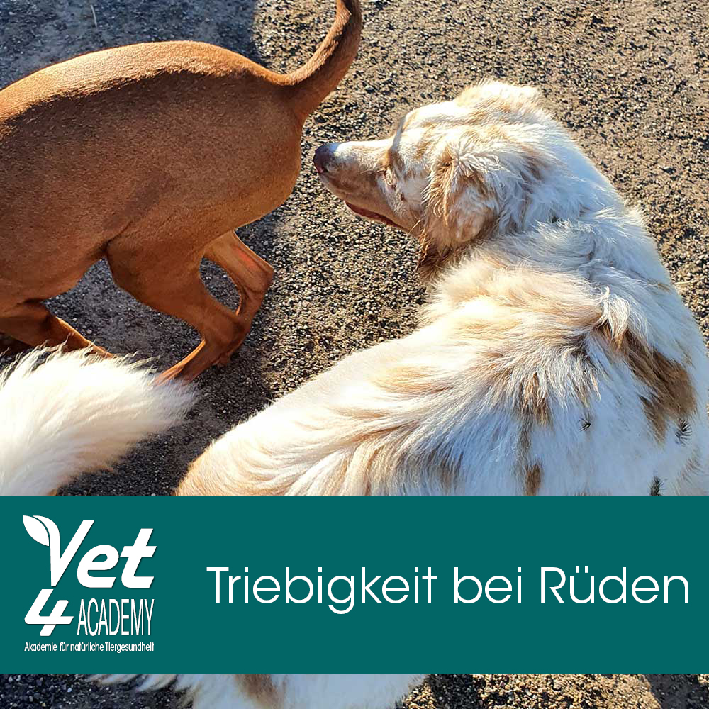 Videoaufzeichnung - Triebigkeit bei Rüden 