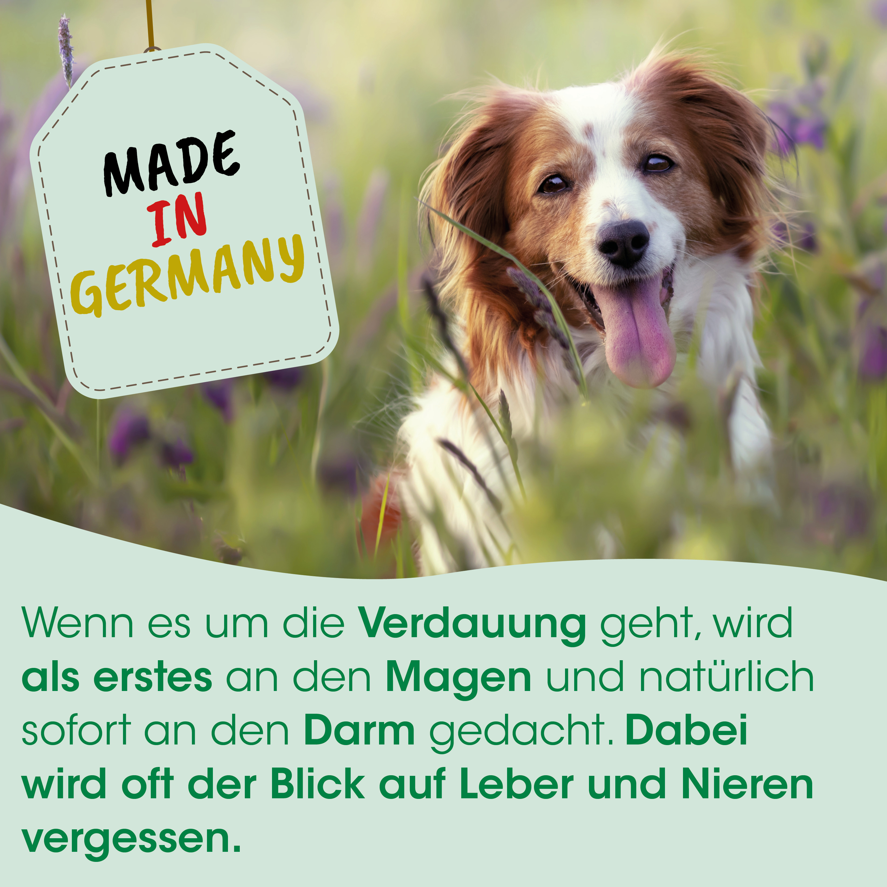 collar tag, hund, border collie, braun weiß, etikett