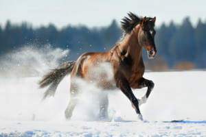 Tier, Pferd, Säugetier, Hengst