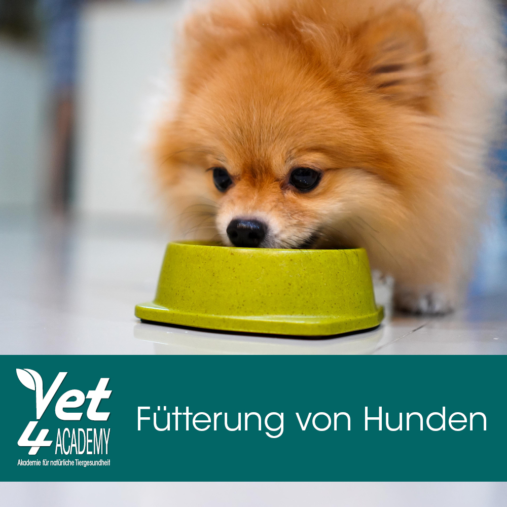 Hund, Säugetier, Haustier, Welpe