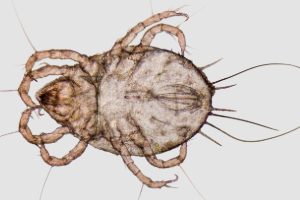 Tier, Insekt, Wirbellose, Zecke