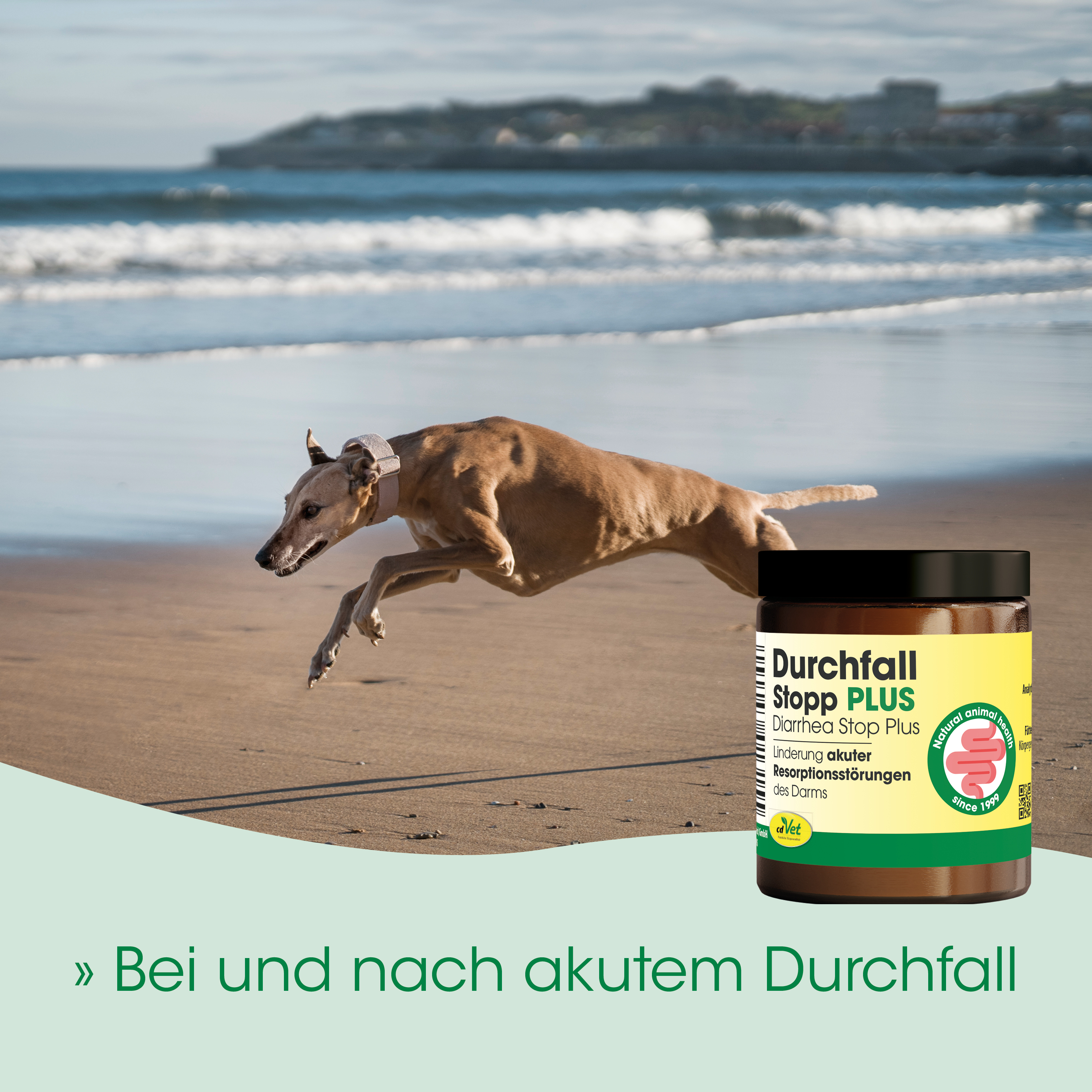 Hund, Laufhund, Domstarke, Tiermedizin, Durchfallmittel