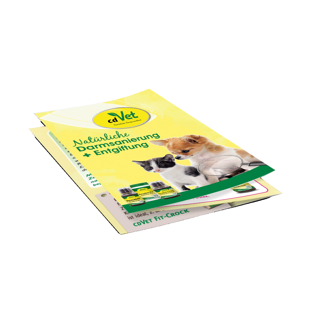 Flyer Darmsanierung, Hund DIN A6 Farbe,