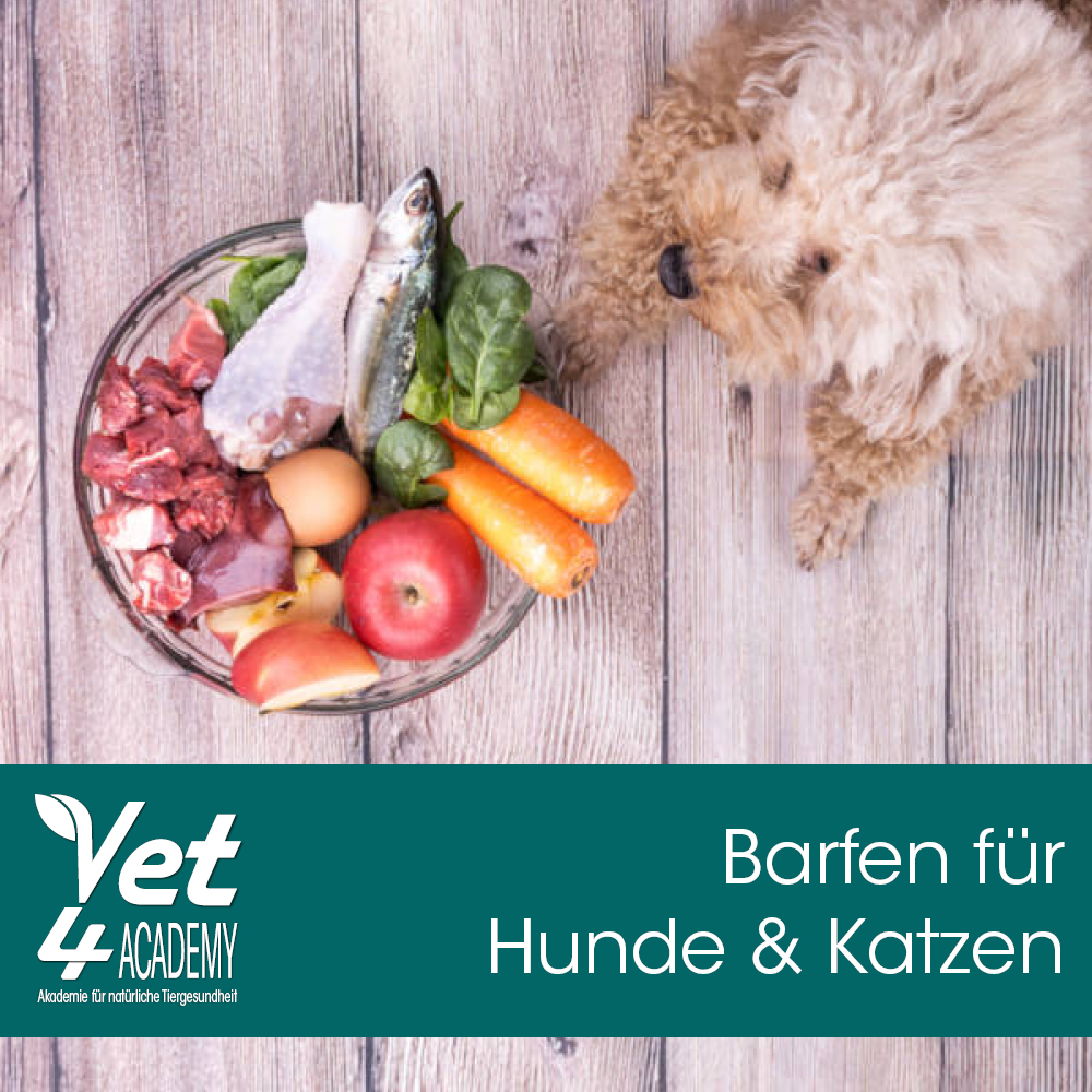 Essen, Mittagessen, Mahlzeit, Fleisch, Schwein