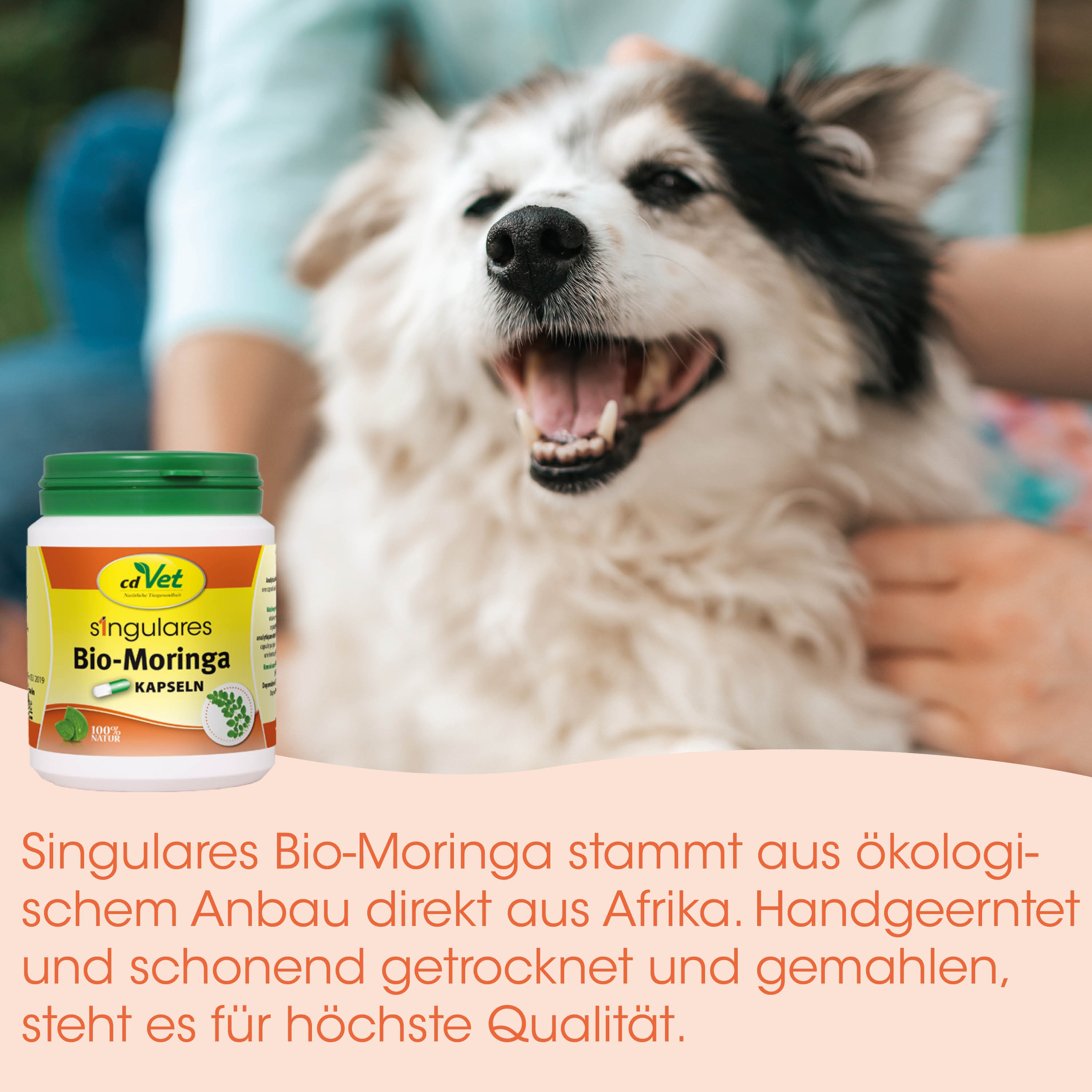 Hund, Moringapulver, Bio, Kapseln, Tiergesundheit