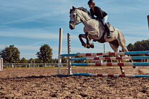 Tier, Pferdesport, Pferd, Säugetier, Person