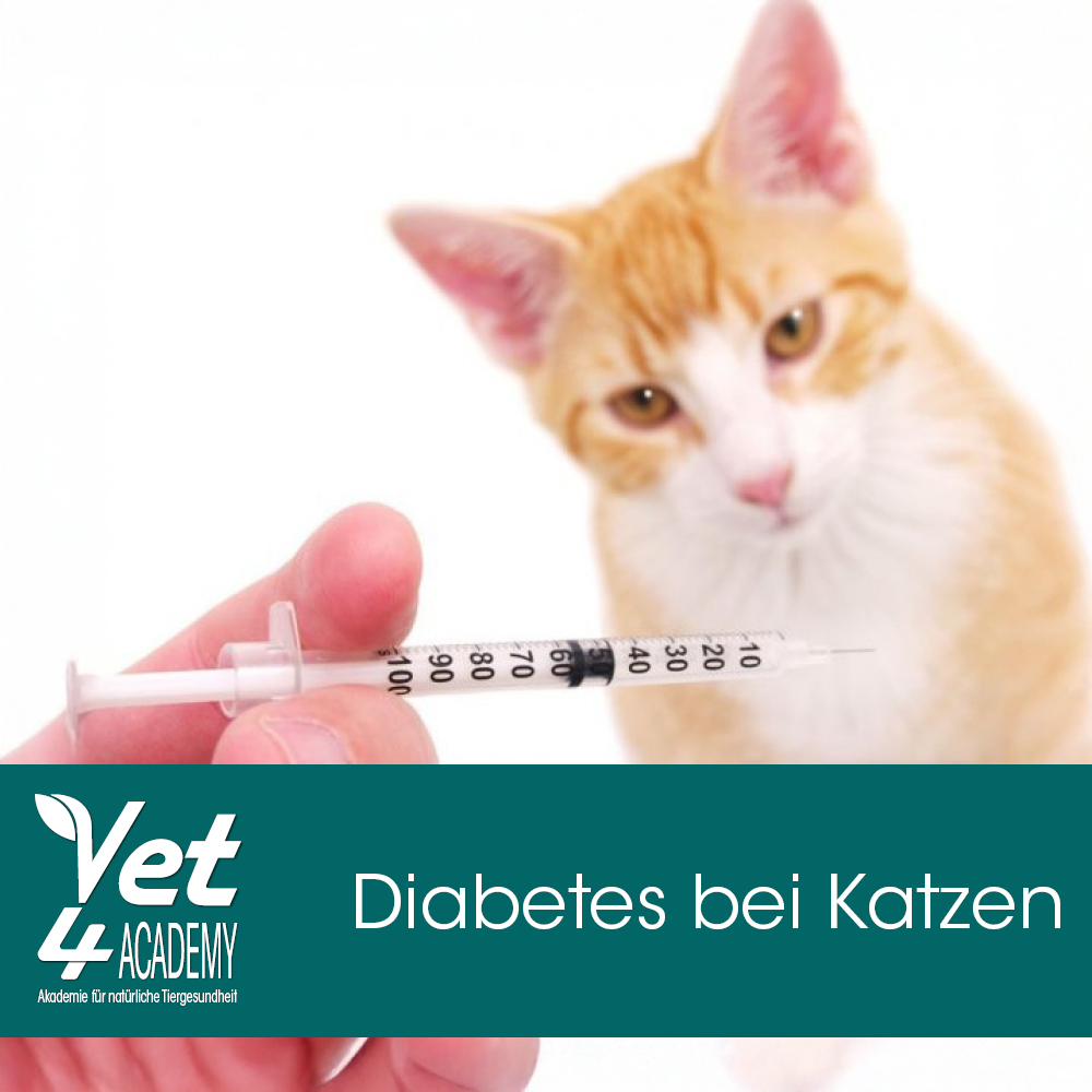 Videoaufzeichnung - Diabetes bei Katzen