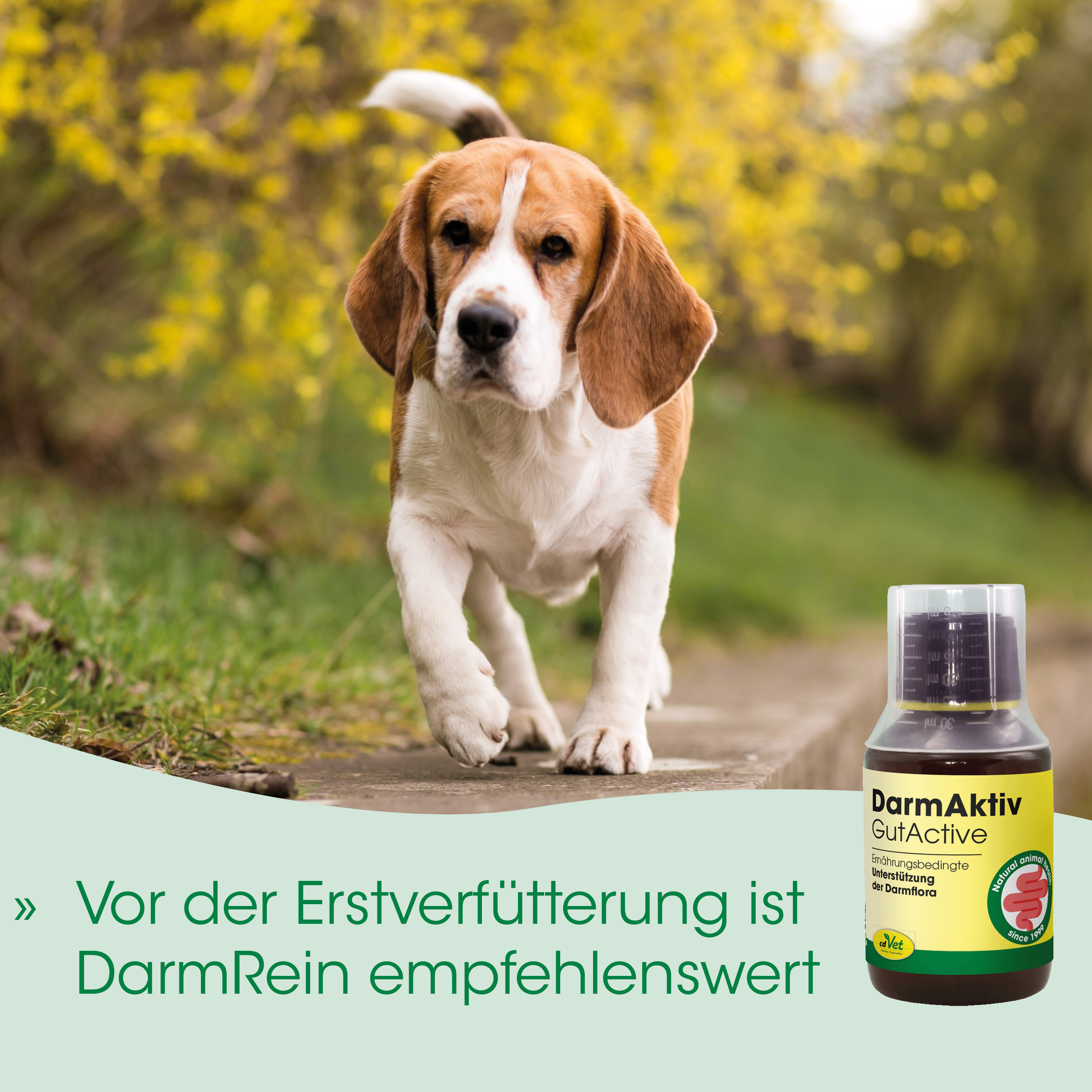 Hund, Beagle, Welpe, braun-weiß, draußen