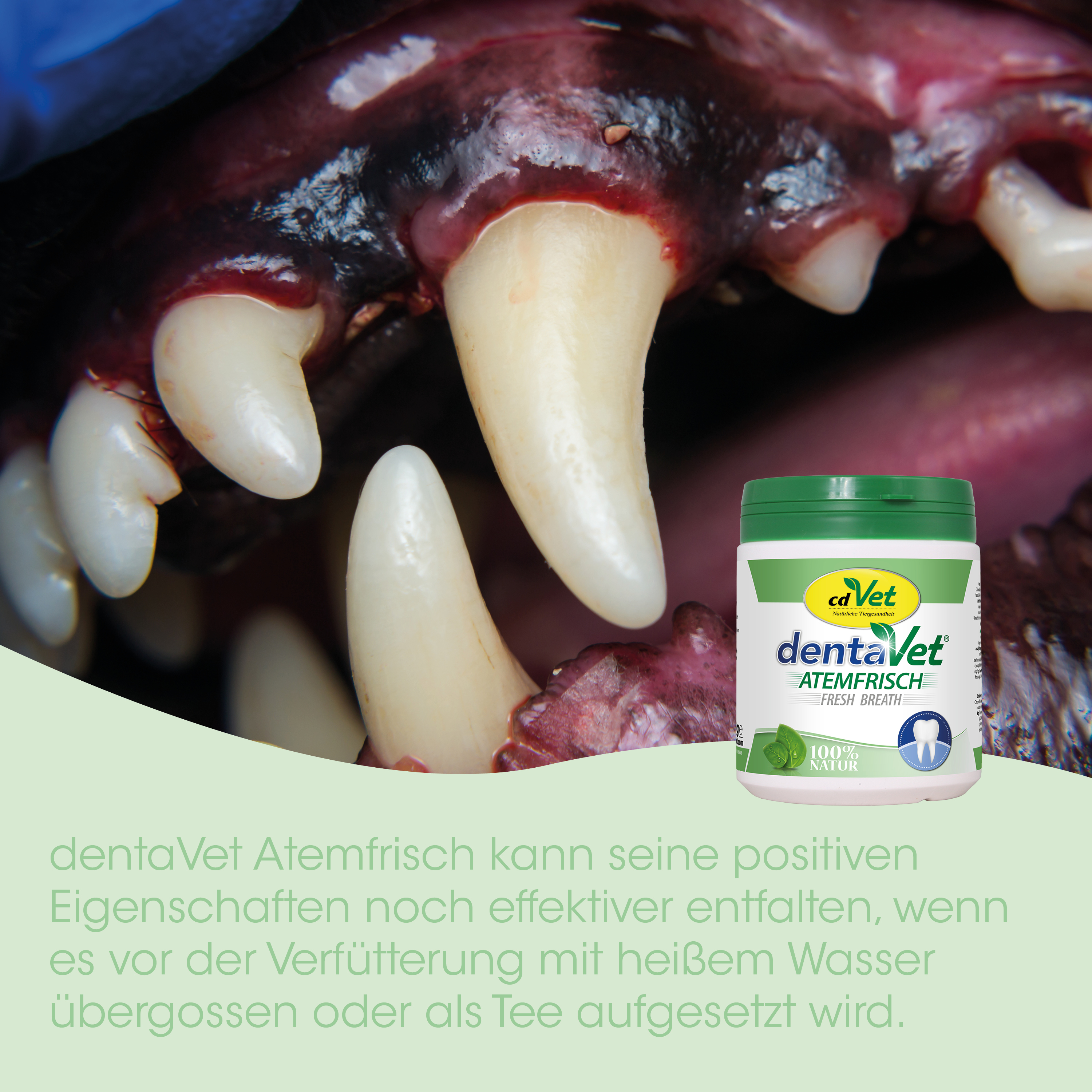 zahnfellte, zahnschmelz, tiermedizin, dentaVet, geleeide plastikverpackung