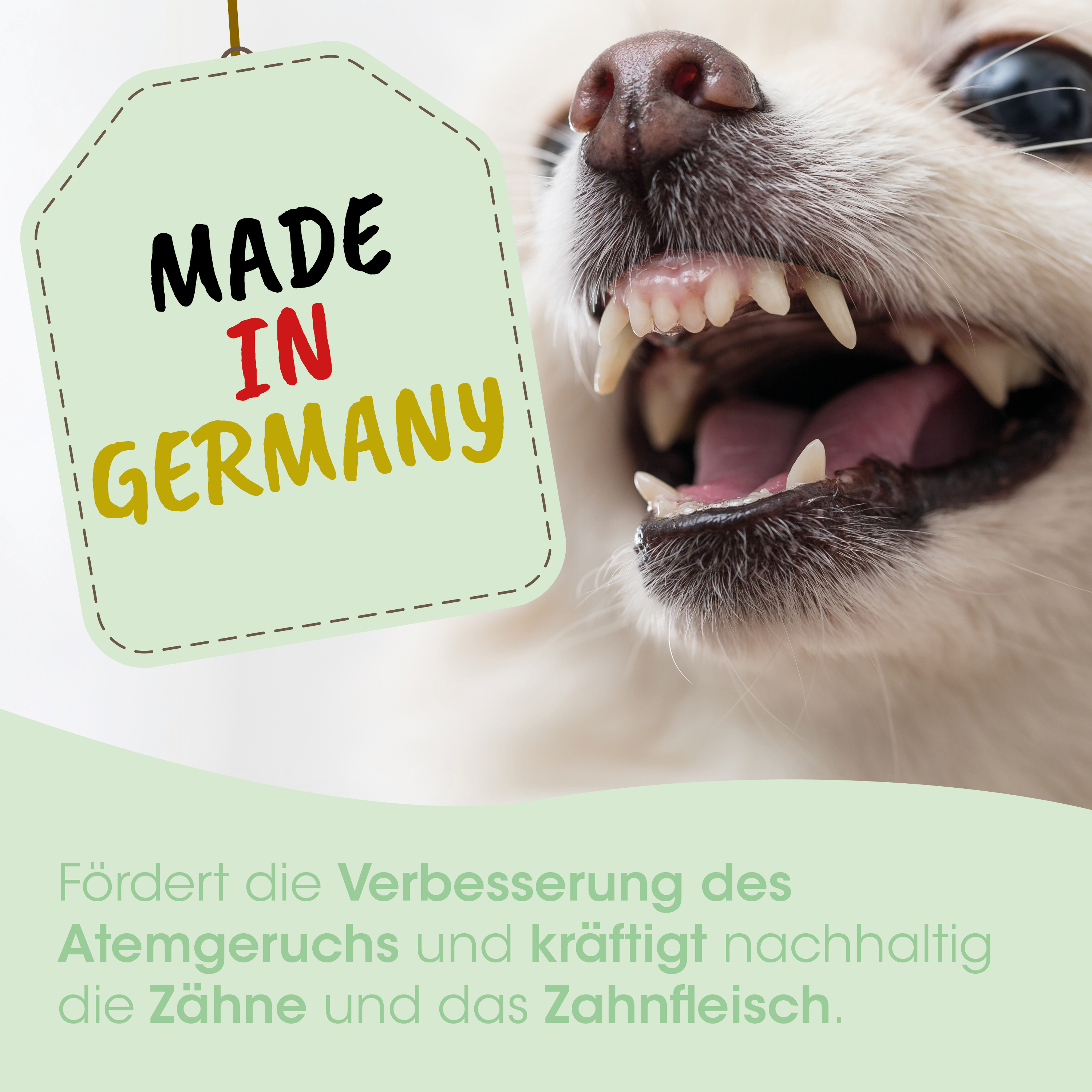Hund, Zähne, Mund, Fänge, Made in Germany