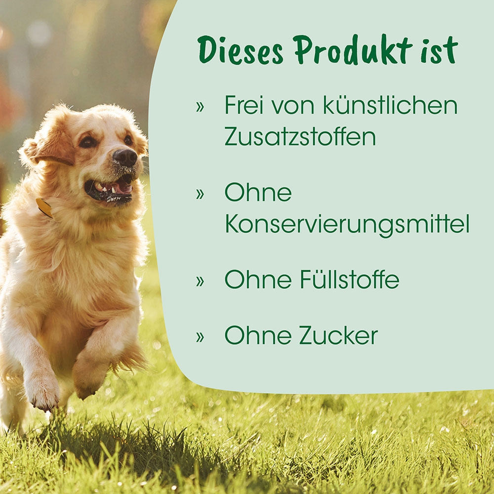 Hund, Goldener Retriever, Tierprodukt, Laufender Hund, Grasboden