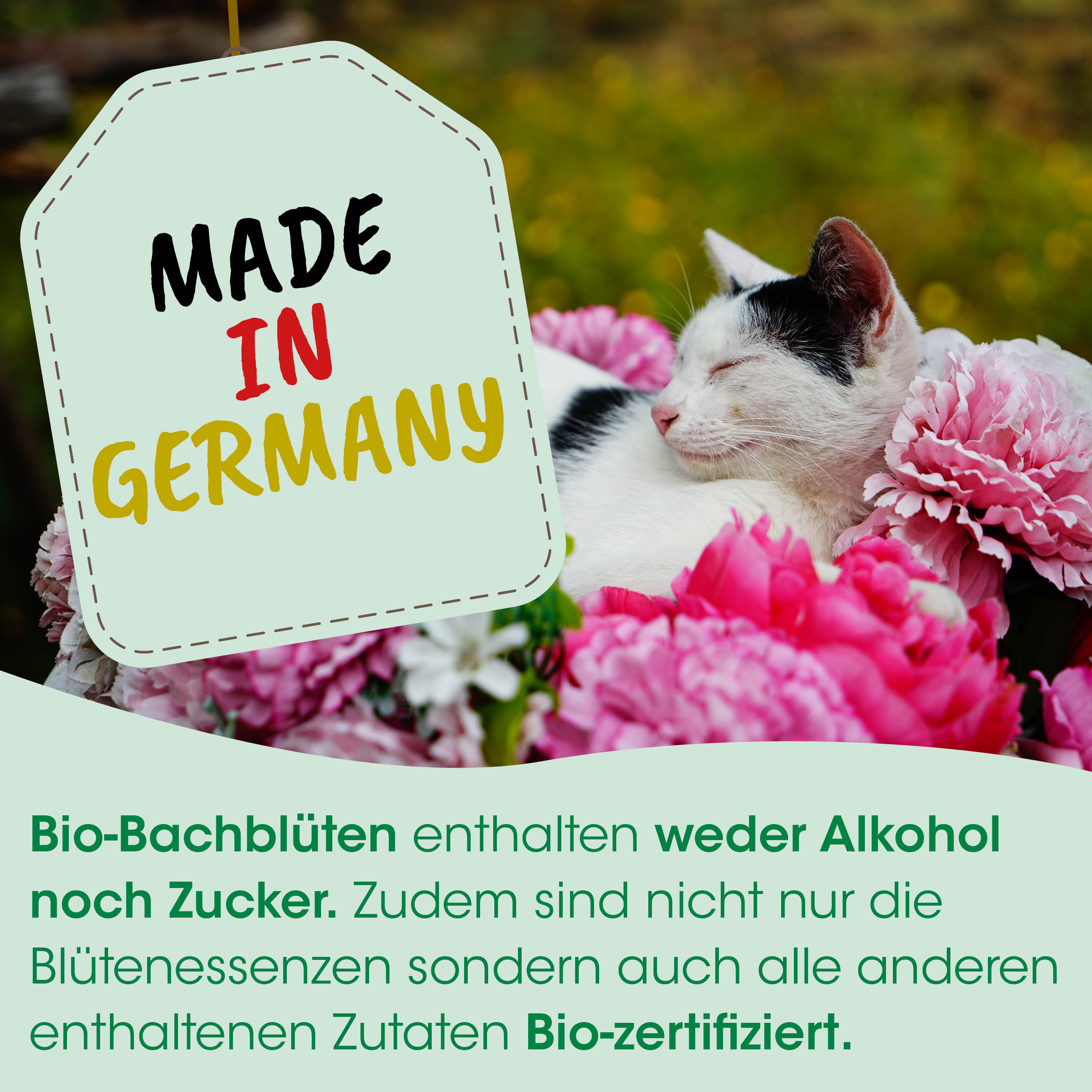 Katze, Blumen, Rosa, schlafen, Garten
