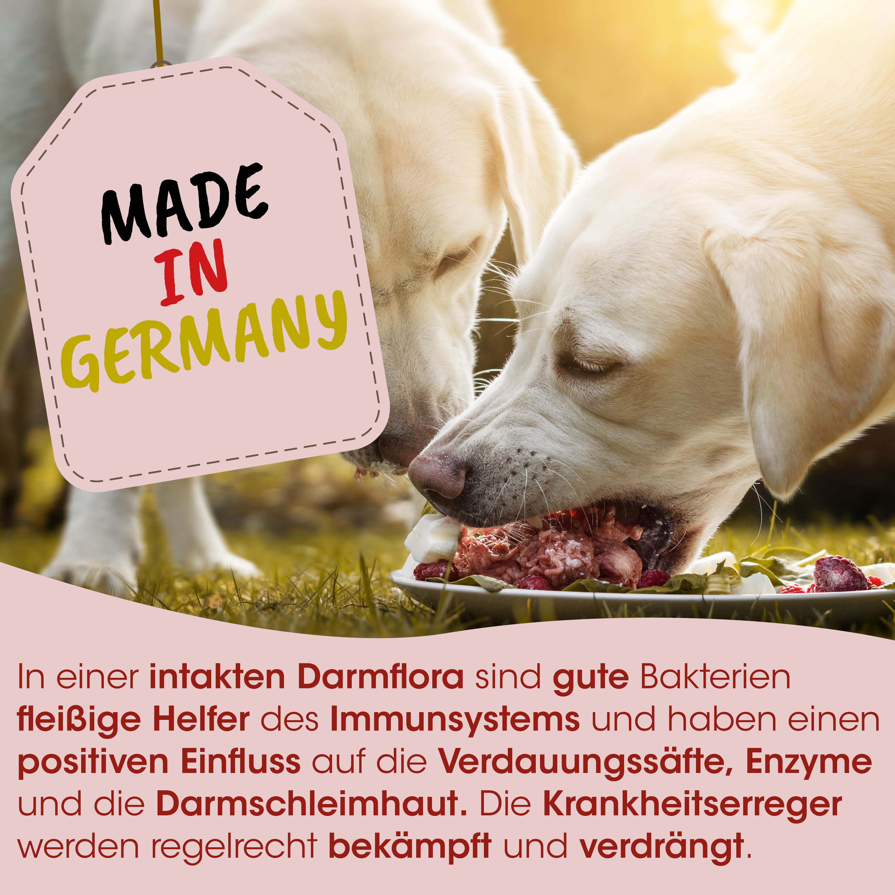 Hund, Hundefutter, Knochen, Fleisch, Etikett