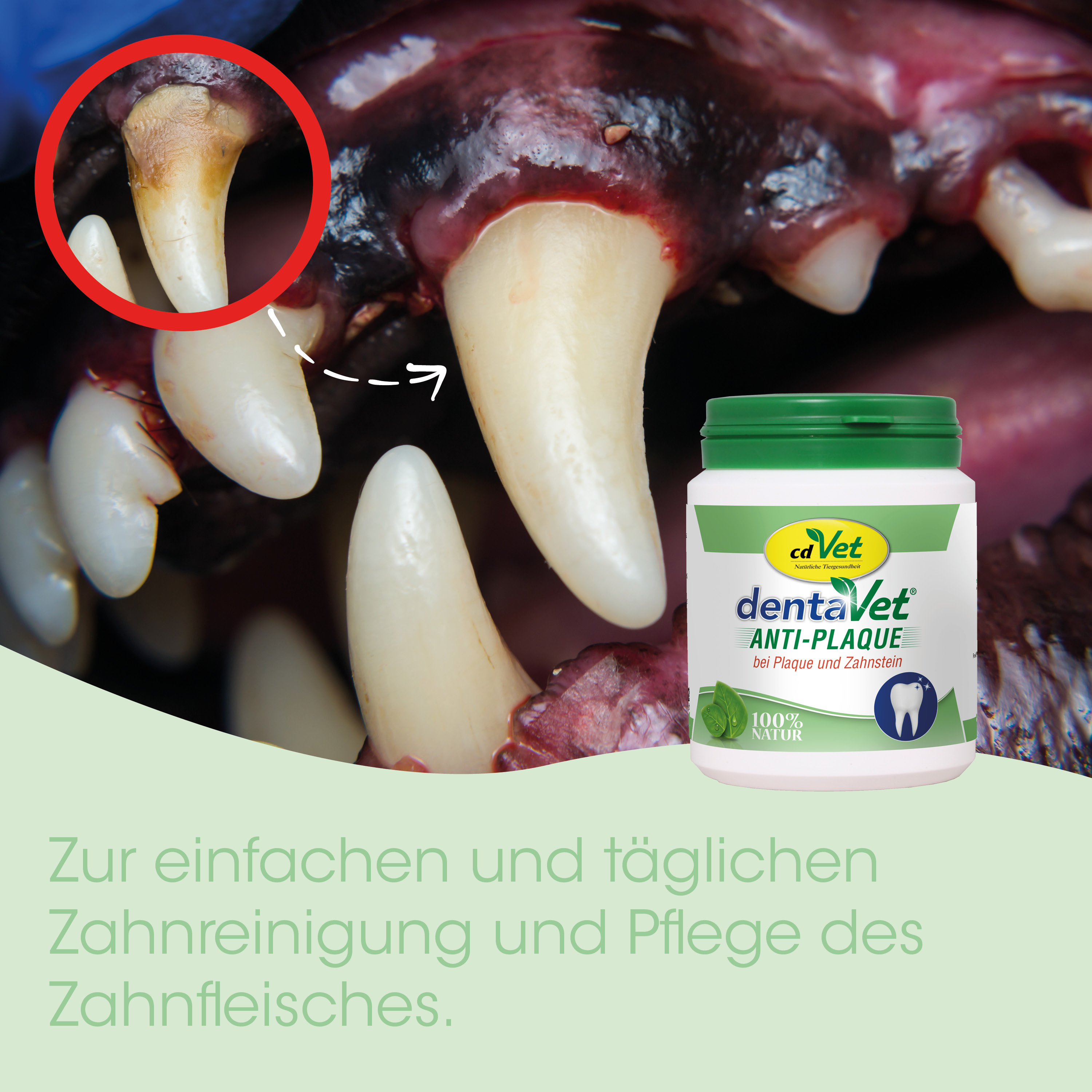 zahnpflege, hunde, zahnstein, anti-plaque, zahnflegeprodukt
