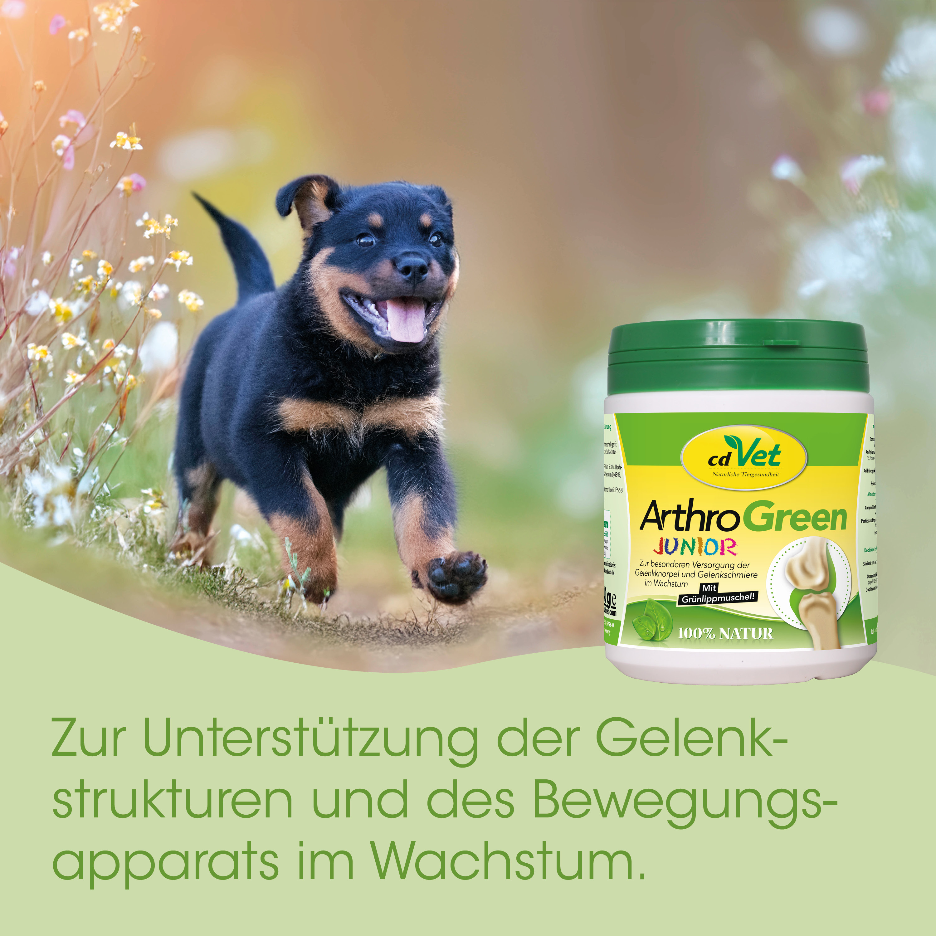 Hund, Welpe, Schwarz Braun, Fell, Nahrungsergänzung