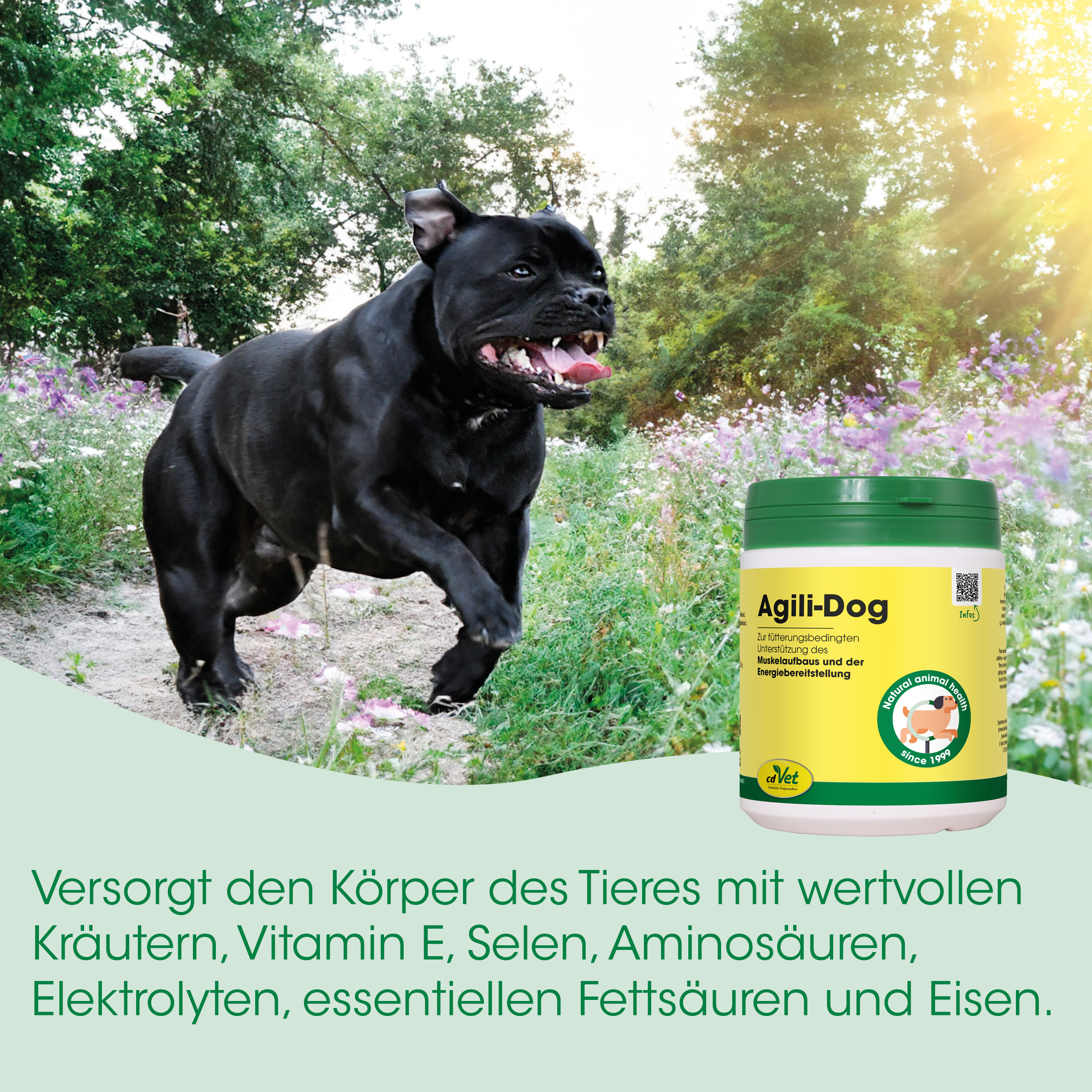 Hund, Ernährung, Vitamine, Köperersatz?, Nahrungsergänzung