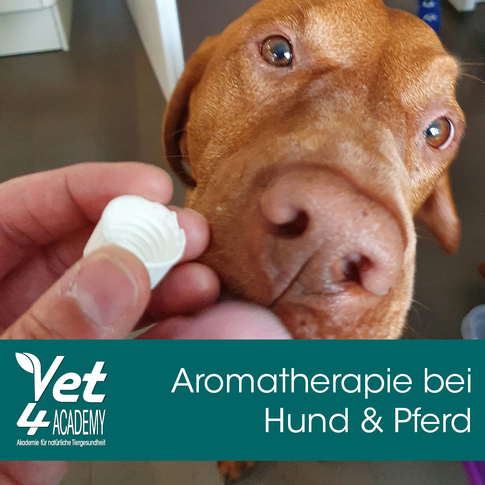 Schnauze, Hund, Säugetier, Haustier