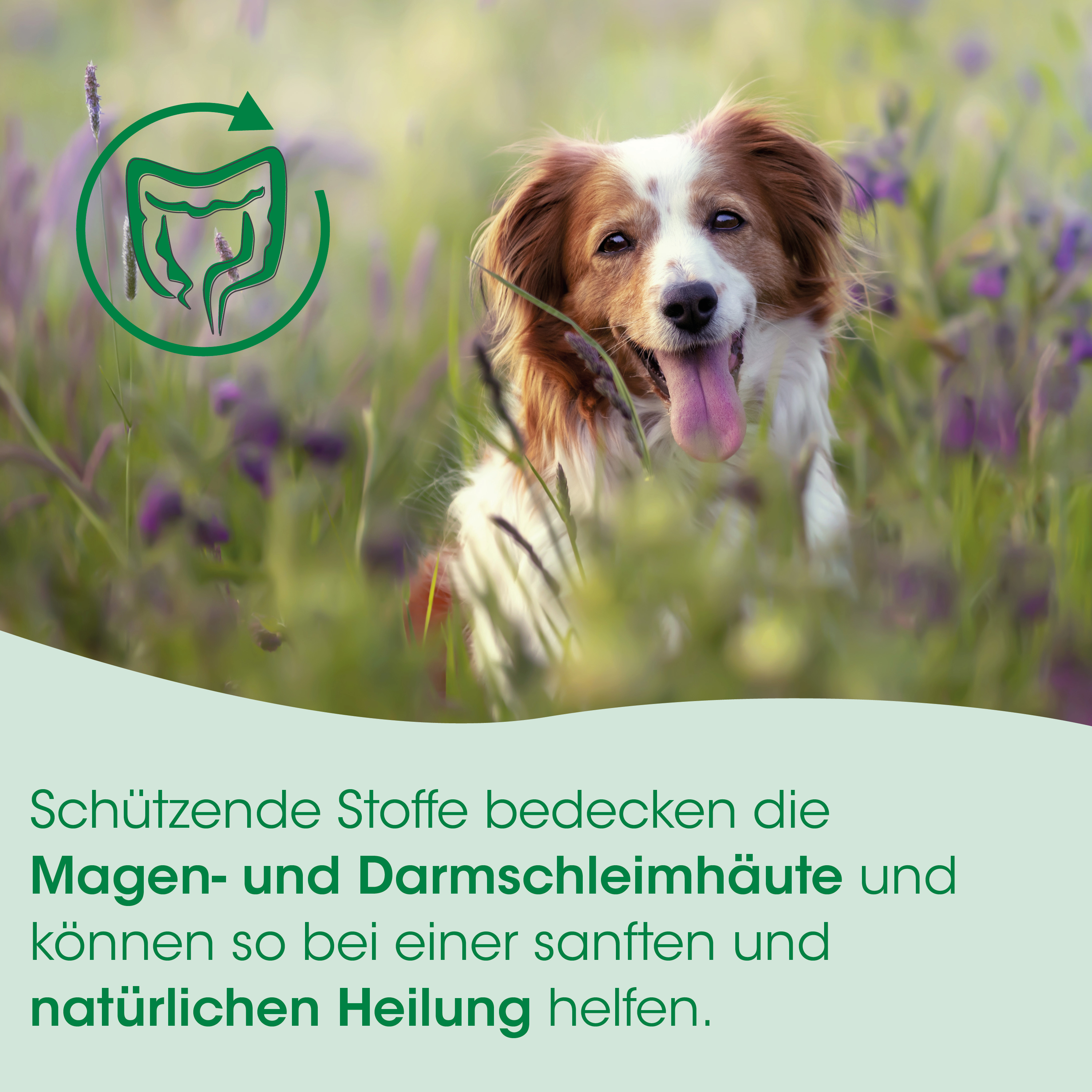 hund, outdoor, feld, collie, zunge