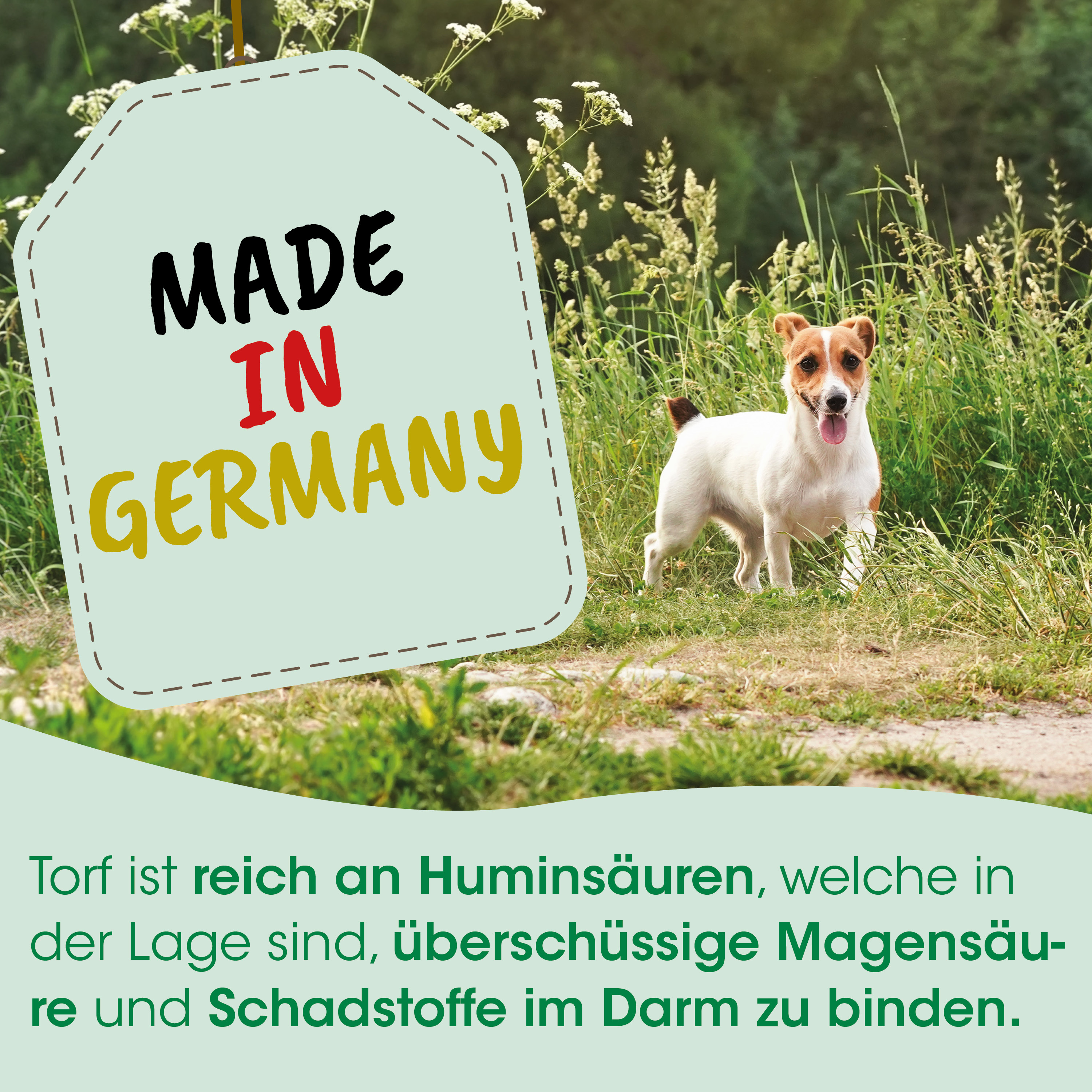 Hund, Tier, Gras, Feld, Made in Germany