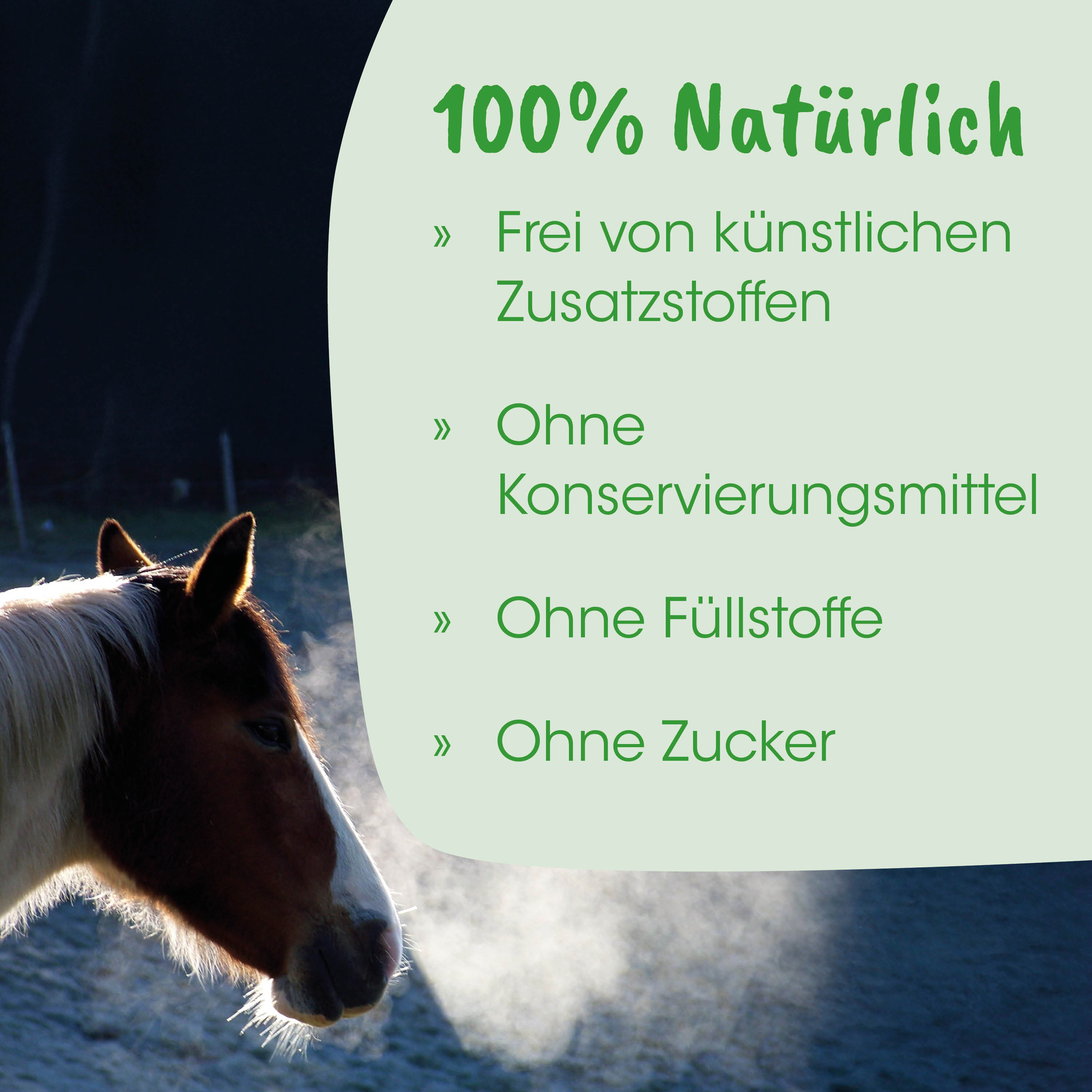 Pferd, Pferdekopf, Sattelgurt, Hintergrundwasser, Ausritt