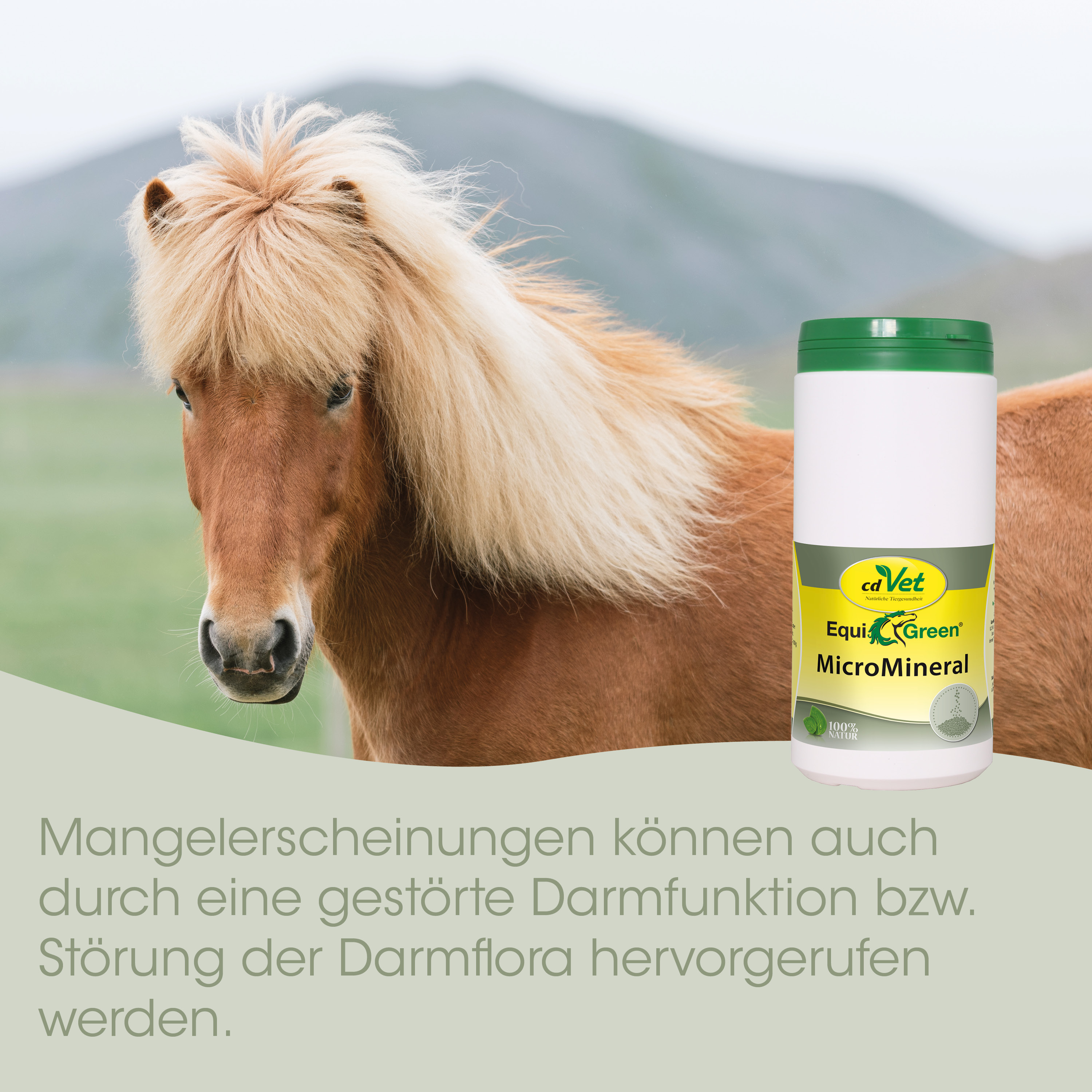 Pferd, Pony, Haustier, Mineralfutter, Kopfbedeckung/Behälter