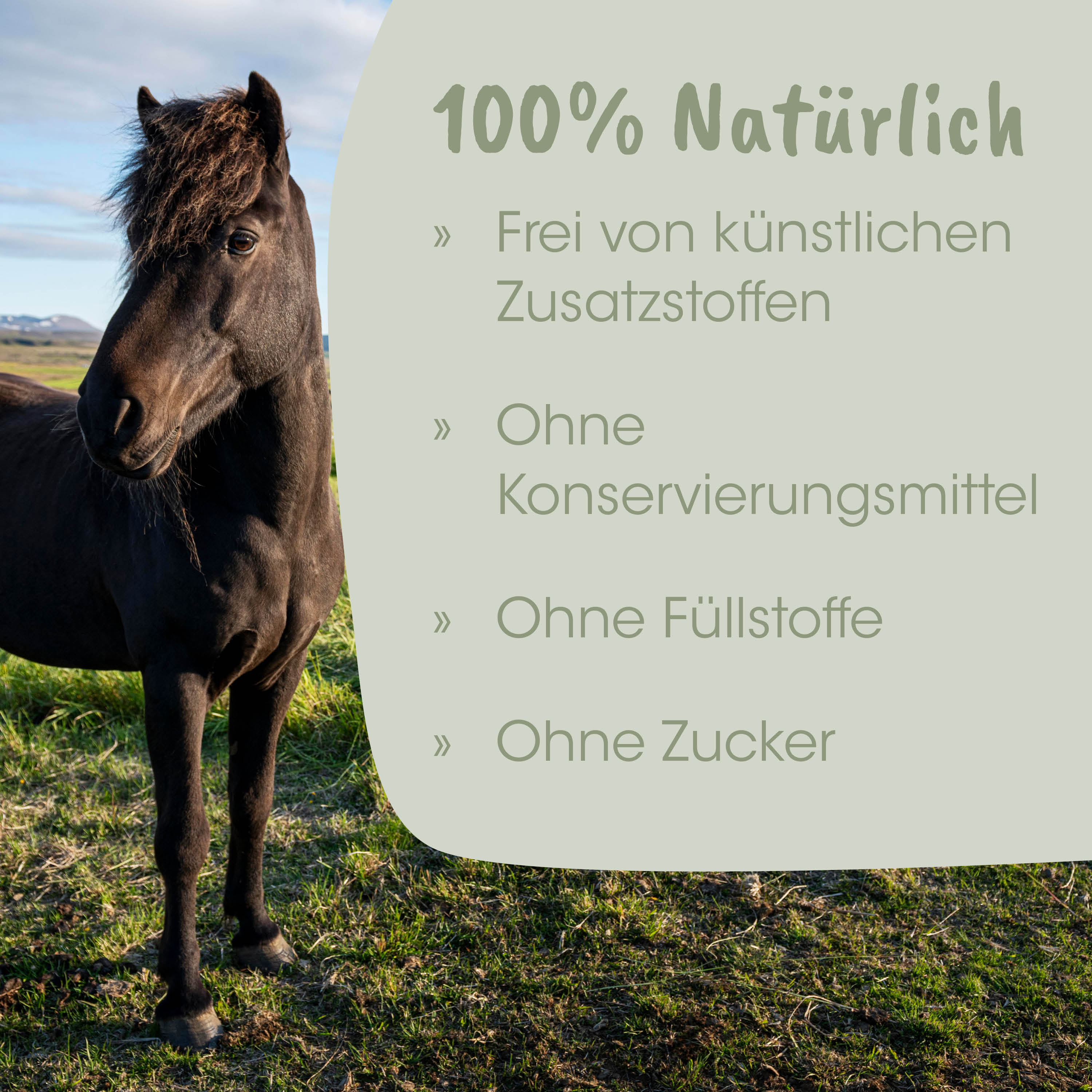 Pferd, brauner Pferd, Tier, Weide, Pferdewesen