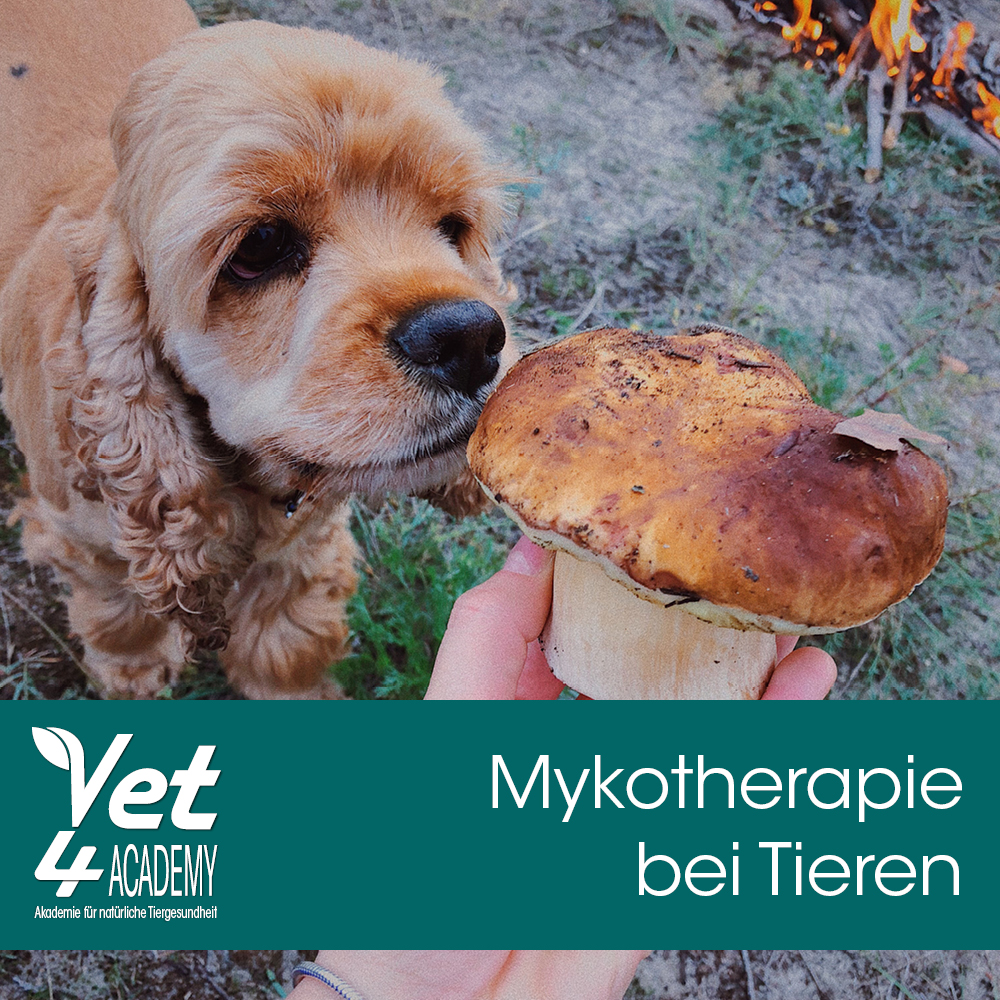 Fungus, Pflanze, Hund, Haustier