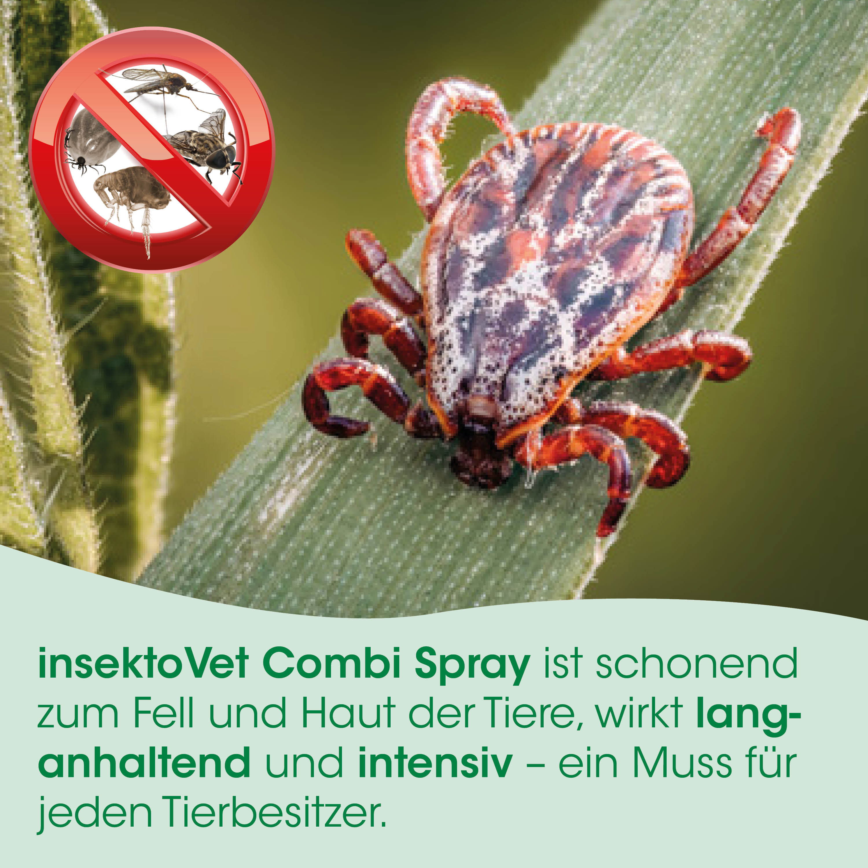 Insektenschutz, Spray, Mückenbekämpfung, Kreuzotter?, Combi Spray