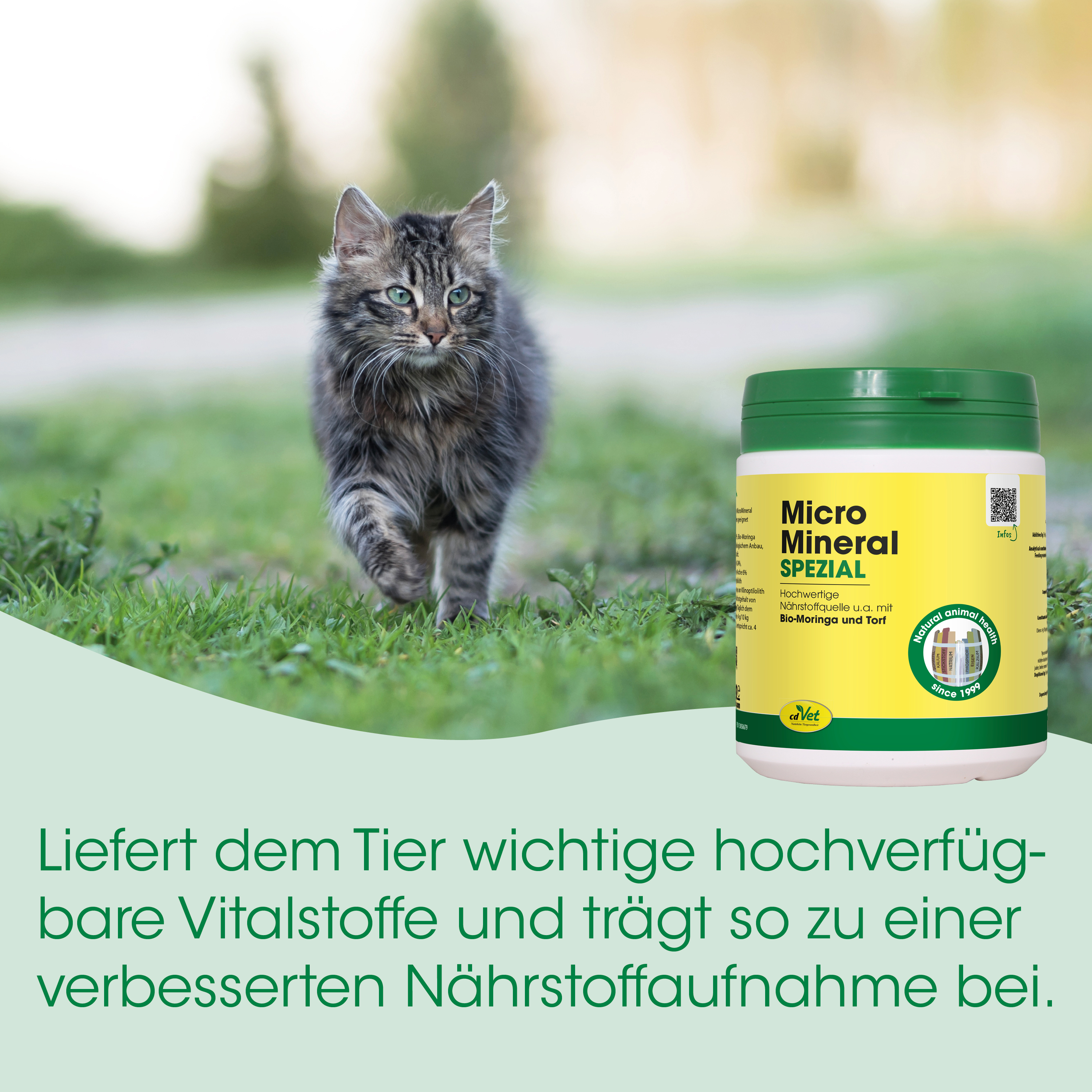 Katze, Katzenfutter, Tierfutter, Mineralstoff, Nährstoffversorgung
